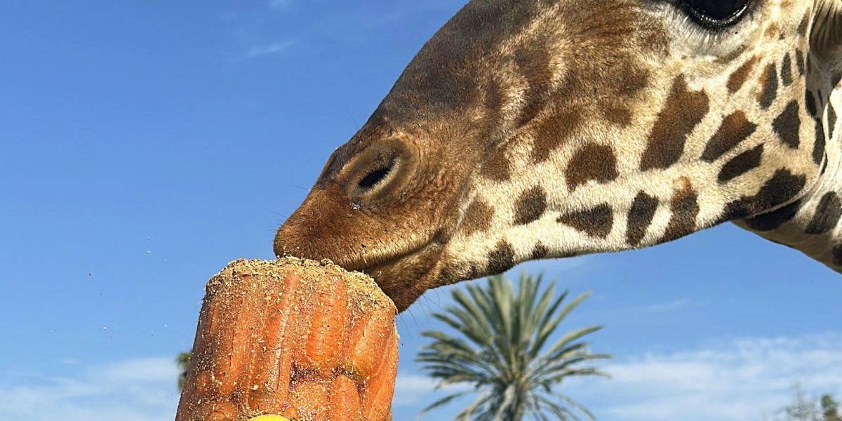 Jirafa Benito se integra a su nueva manada en Africam Safari en Puebla