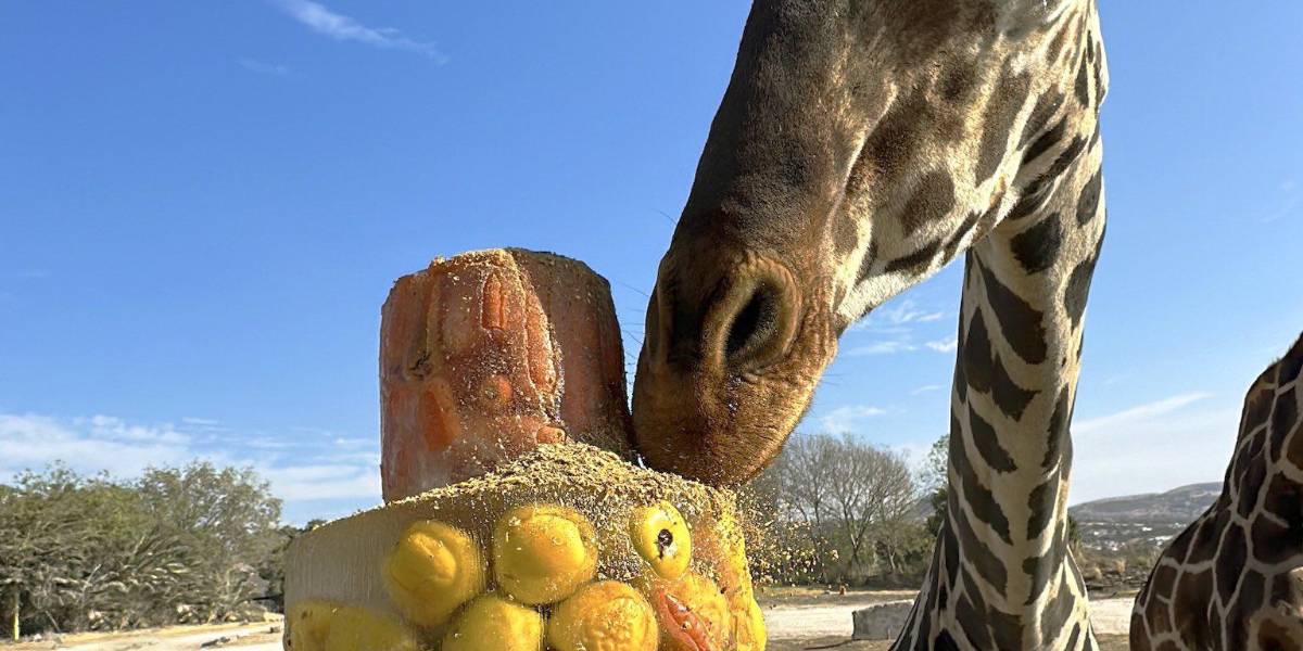 Jirafa Benito se integra a su nueva manada en Africam Safari en Puebla