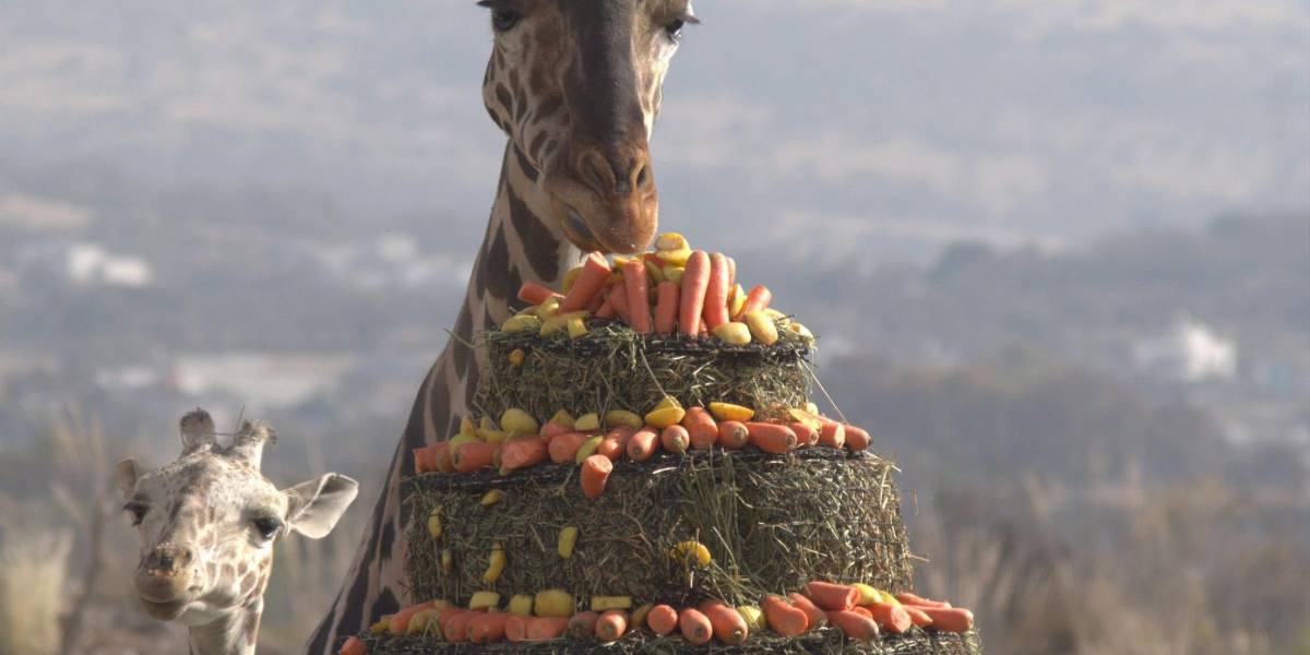 Jirafa Benito se integra a su nueva manada en Africam Safari en Puebla