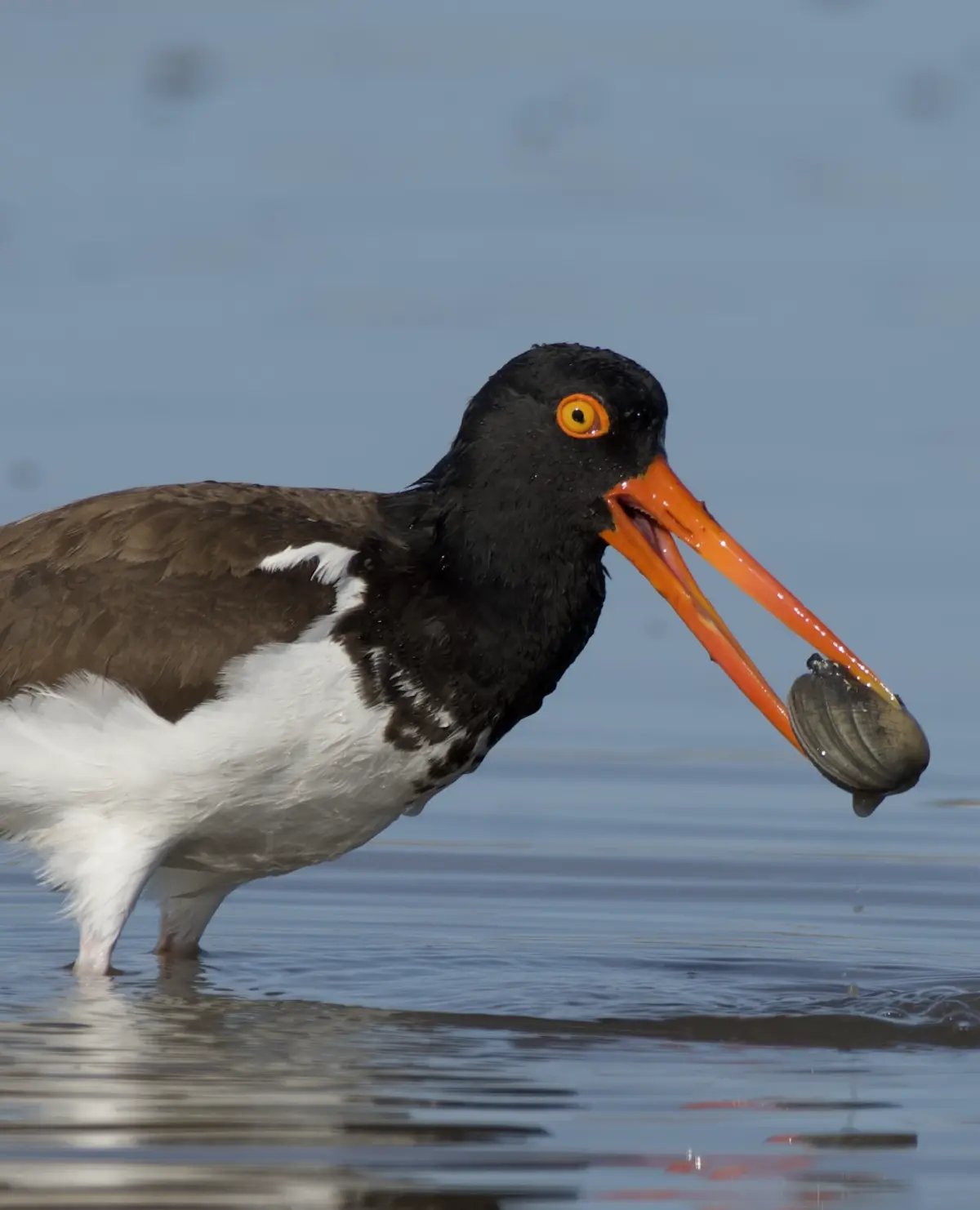 $!Un refugio inesperado: el amenazado ostrero americano del Pacífico encontró un hogar vital en el noroeste de México