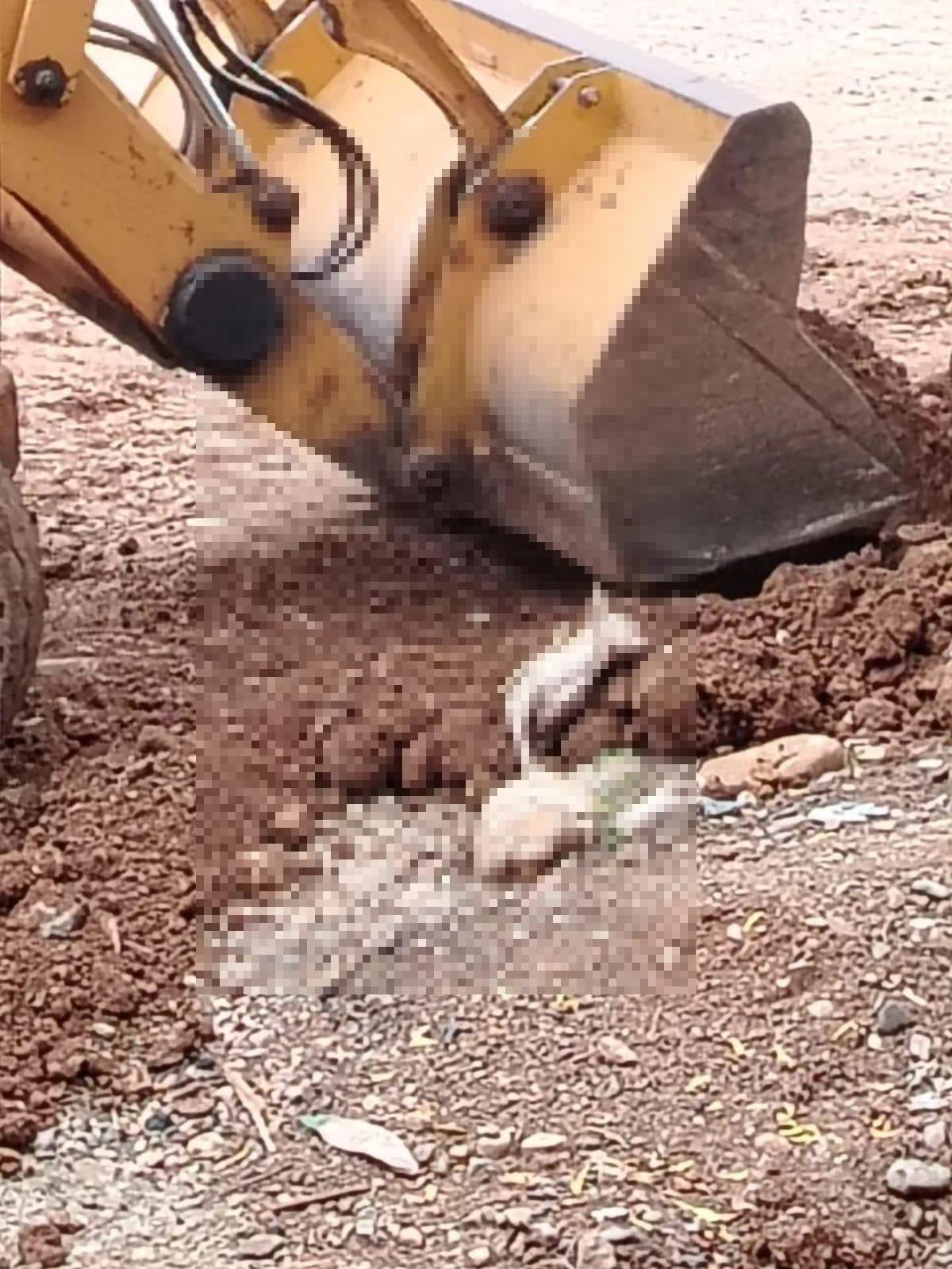 $!Denuncian maltrato animal en obra del Gobierno de Culiacán; casi entierran una perrita viva