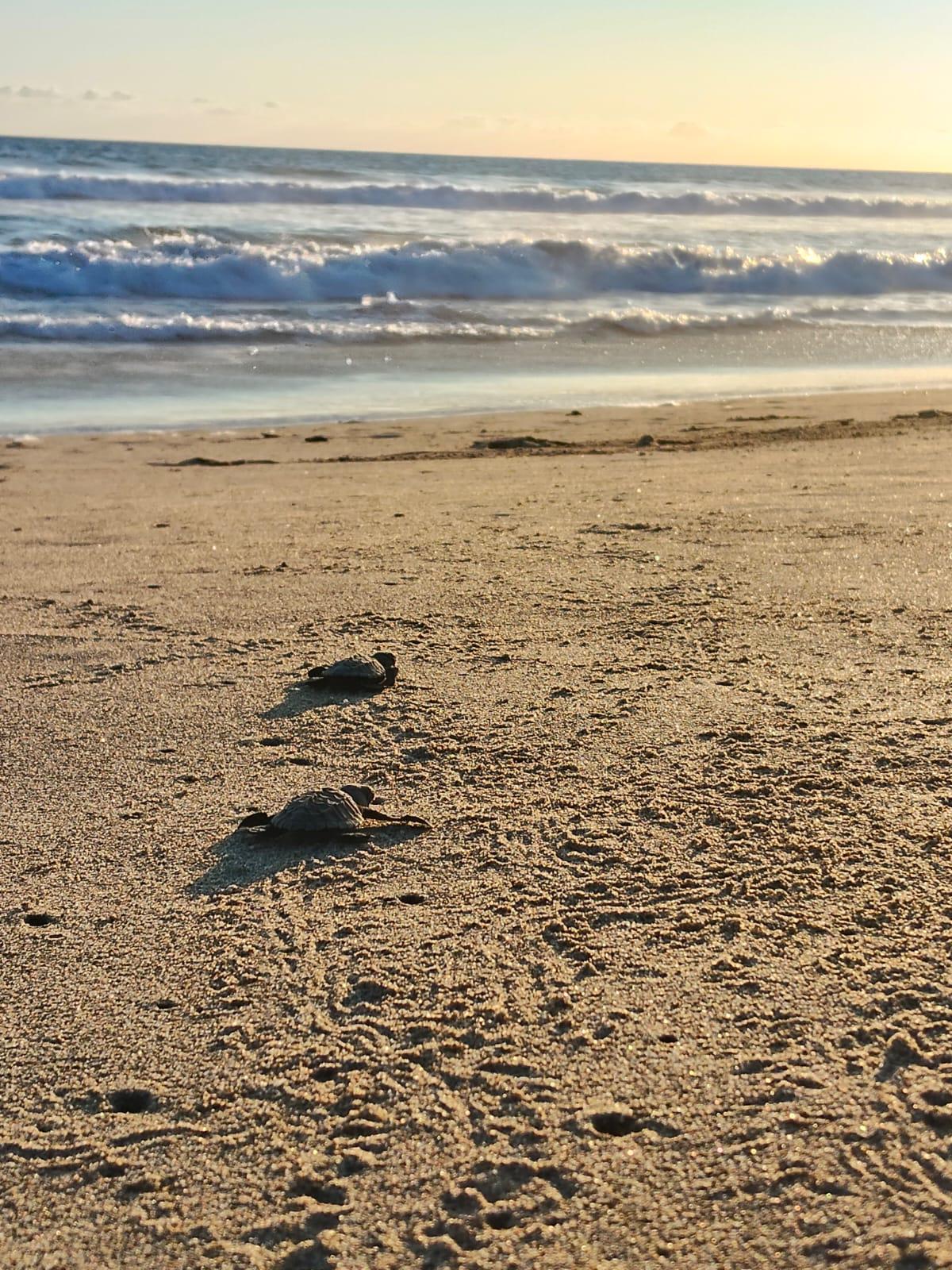 $!Liberan crías de tortuga en costas de Rosario