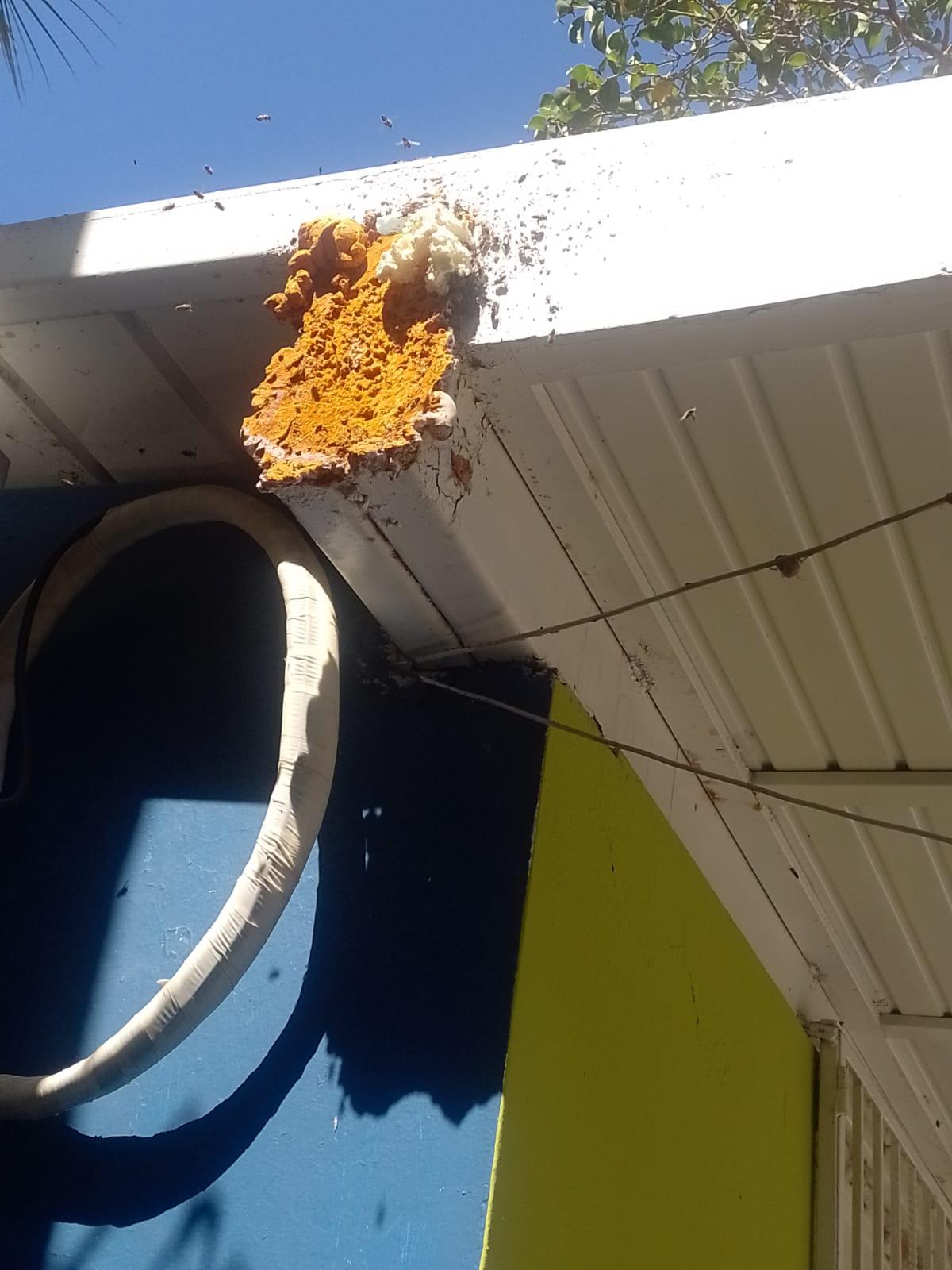 $!Deterioro y abejas acechan a plantel de preescolar en Mazatlán