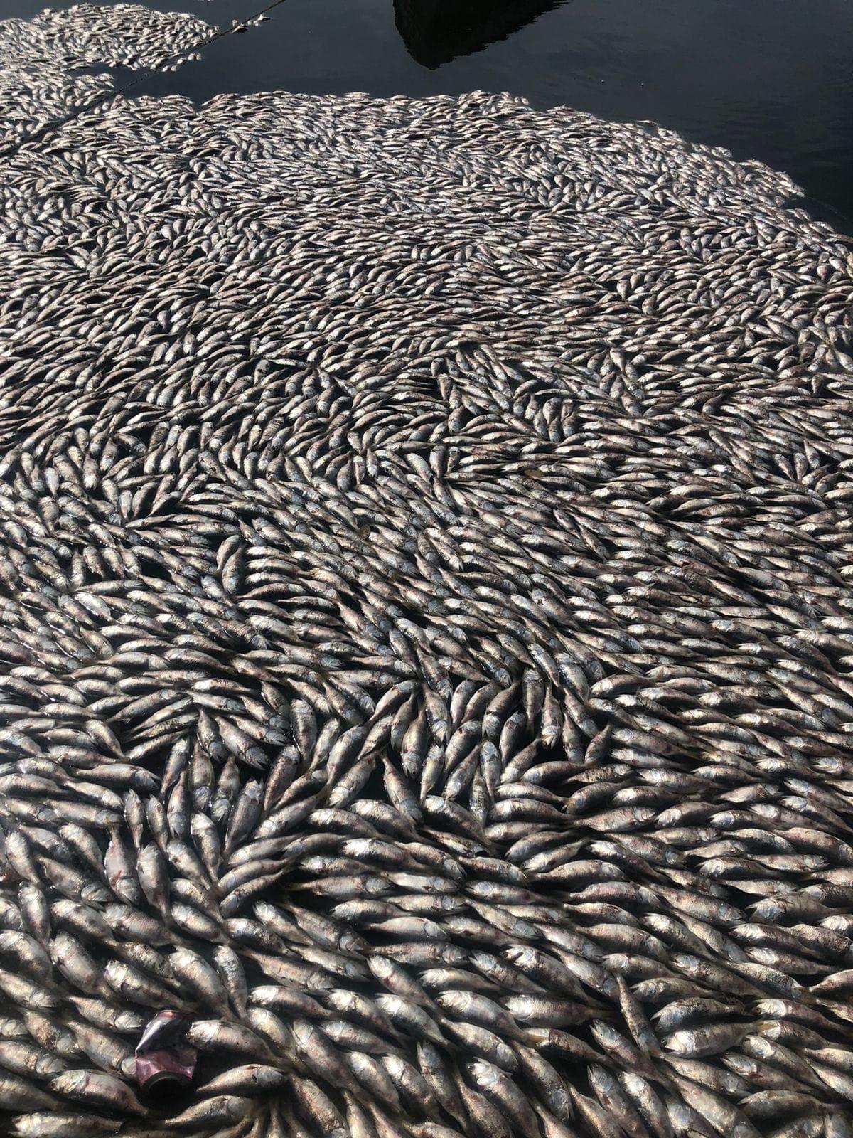 $!Sorprende a Yameto miles de sardinas muertas; arribaron a las playas y dejan fuerte olor