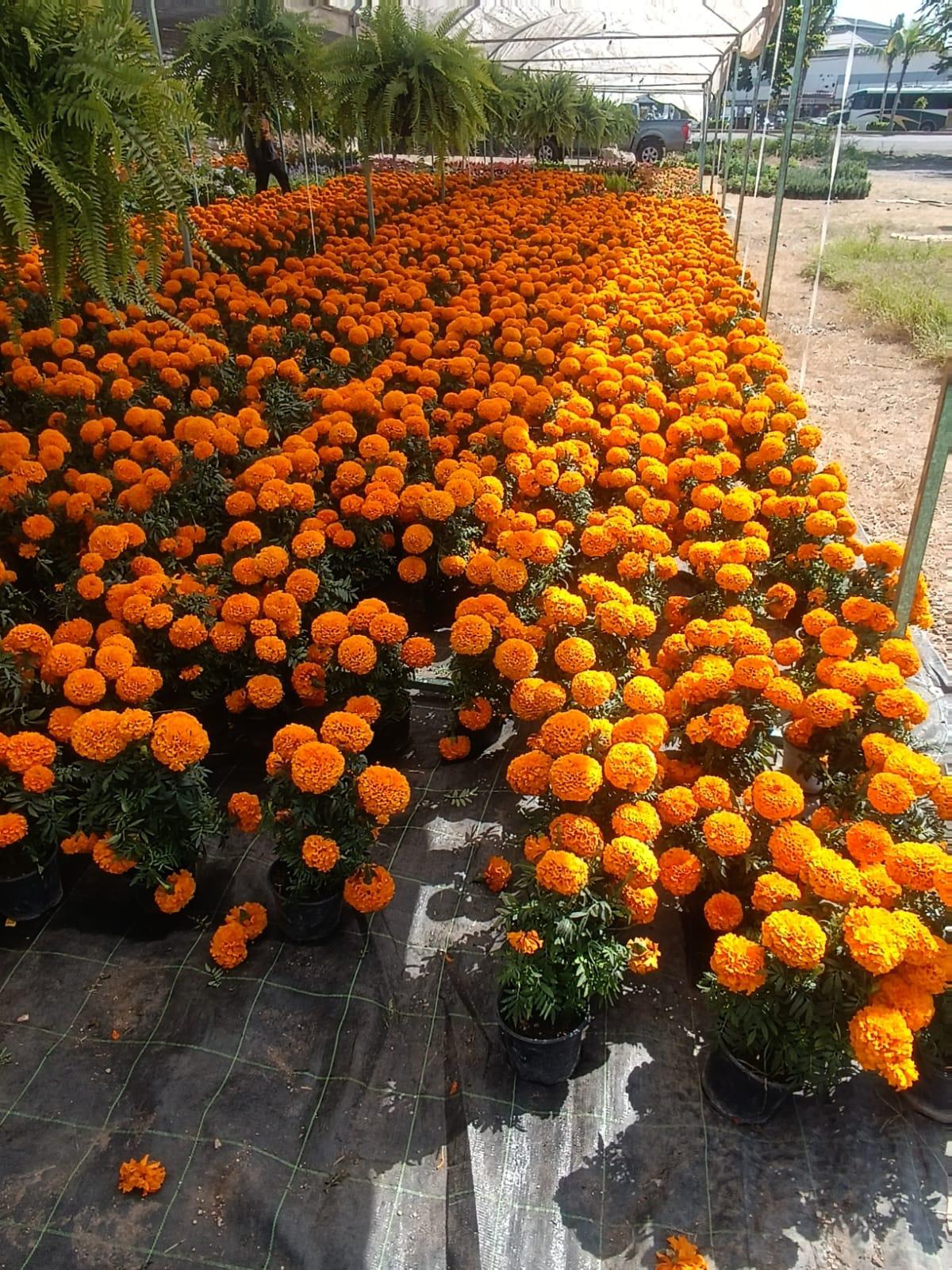 $!La tradición de la flor de cempasúchil se hace presente en Mazatlán para este Día de Muertos