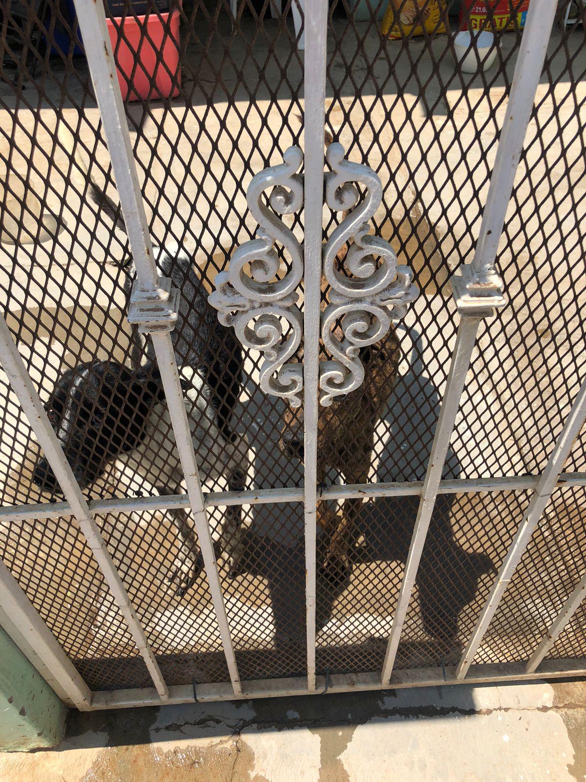 $!Ecología de Mazatlán enlaza a dos perritos con fundación que los atenderá