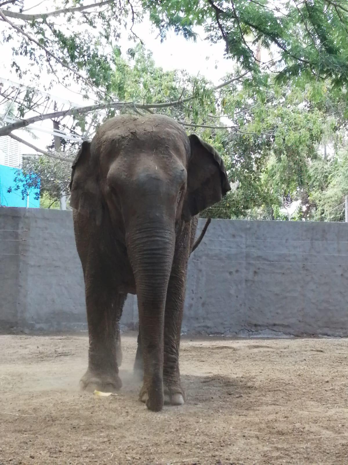 $!Zoológico de Culiacán espera incrementar un 30% las visitas durante el verano
