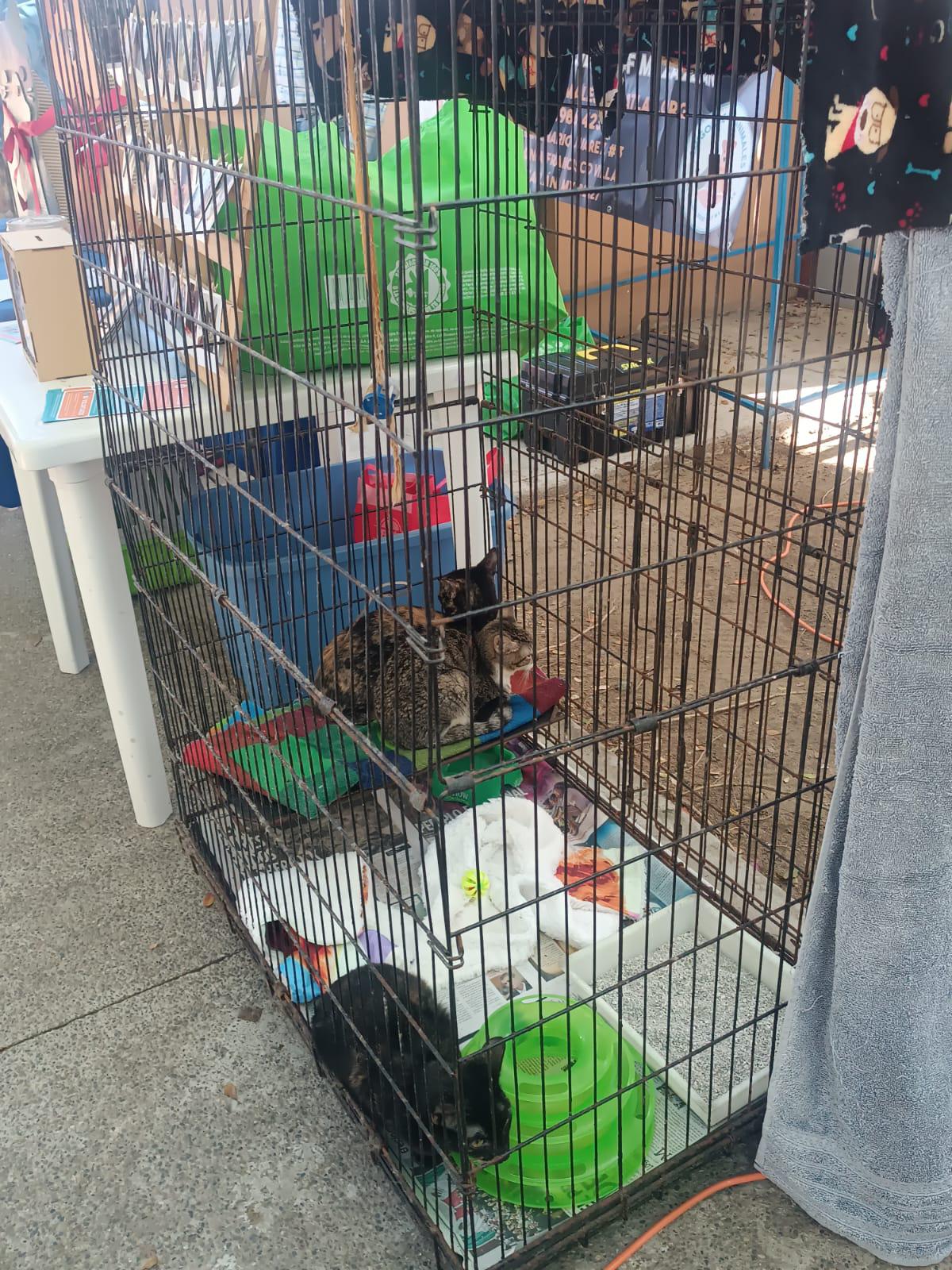 $!Siete mascotas encuentran un nuevo hogar gracias a la campaña Huellitas del Bienestar