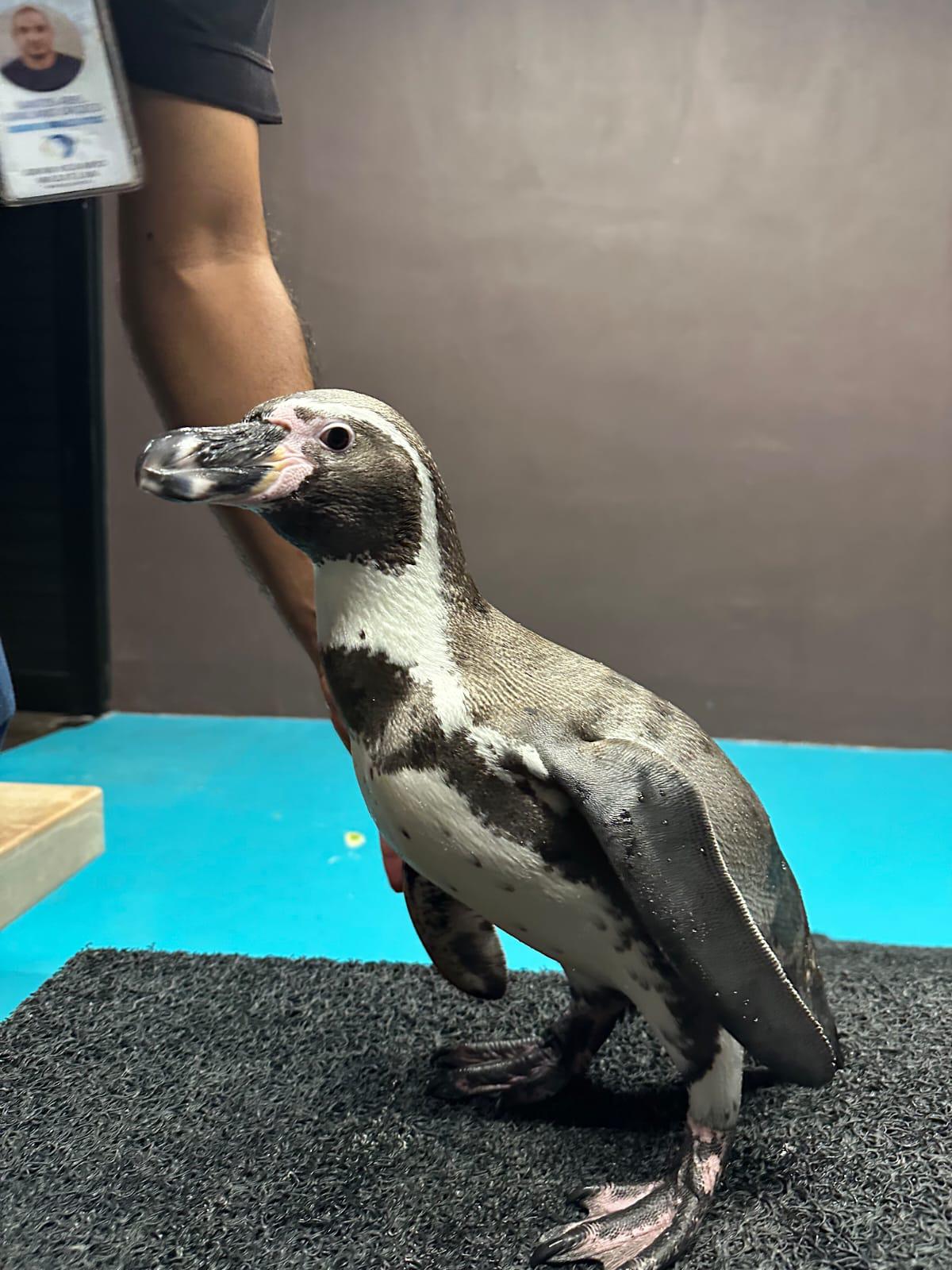 $!Invitan a conocer a los capibaras y pingüinos de Humboldt en el Gran Acuario Mazatlán