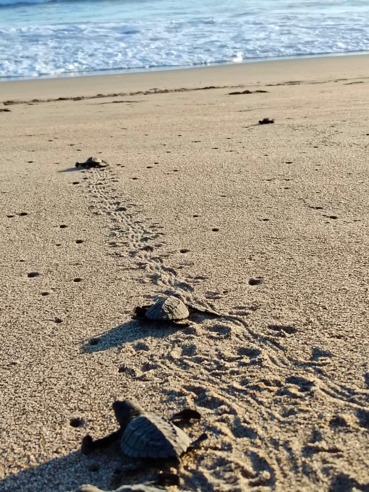 $!Liberan crías de tortuga en costas de Rosario