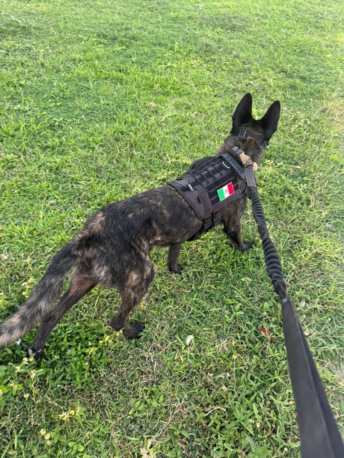 $!‘Chaese’, la perrita que llegó para dar esperanza a familias buscadoras de Mazatlán