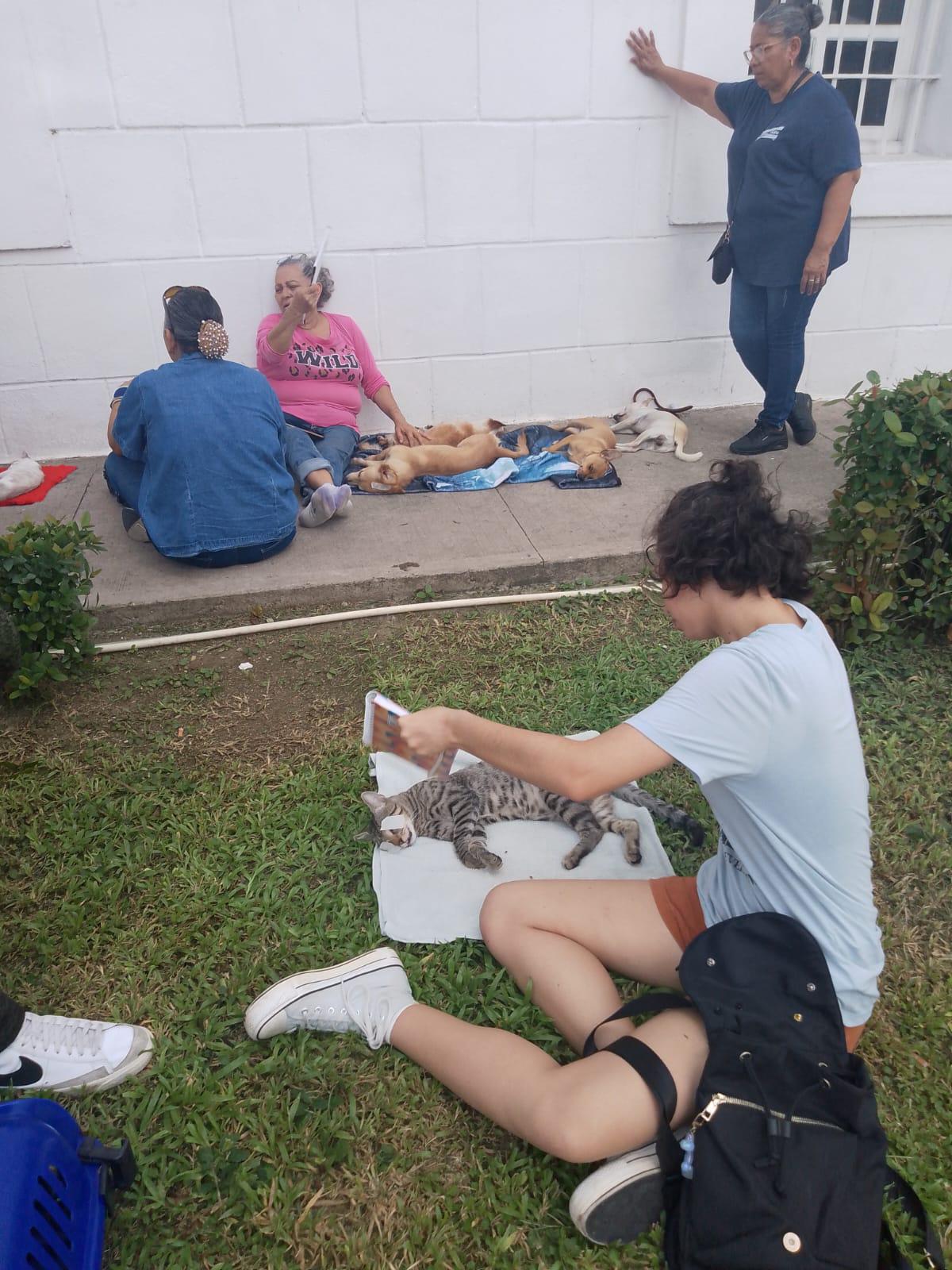 $!Realizan esterilización gratuita de perros y gatos junto al Ayuntamiento de Culiacán
