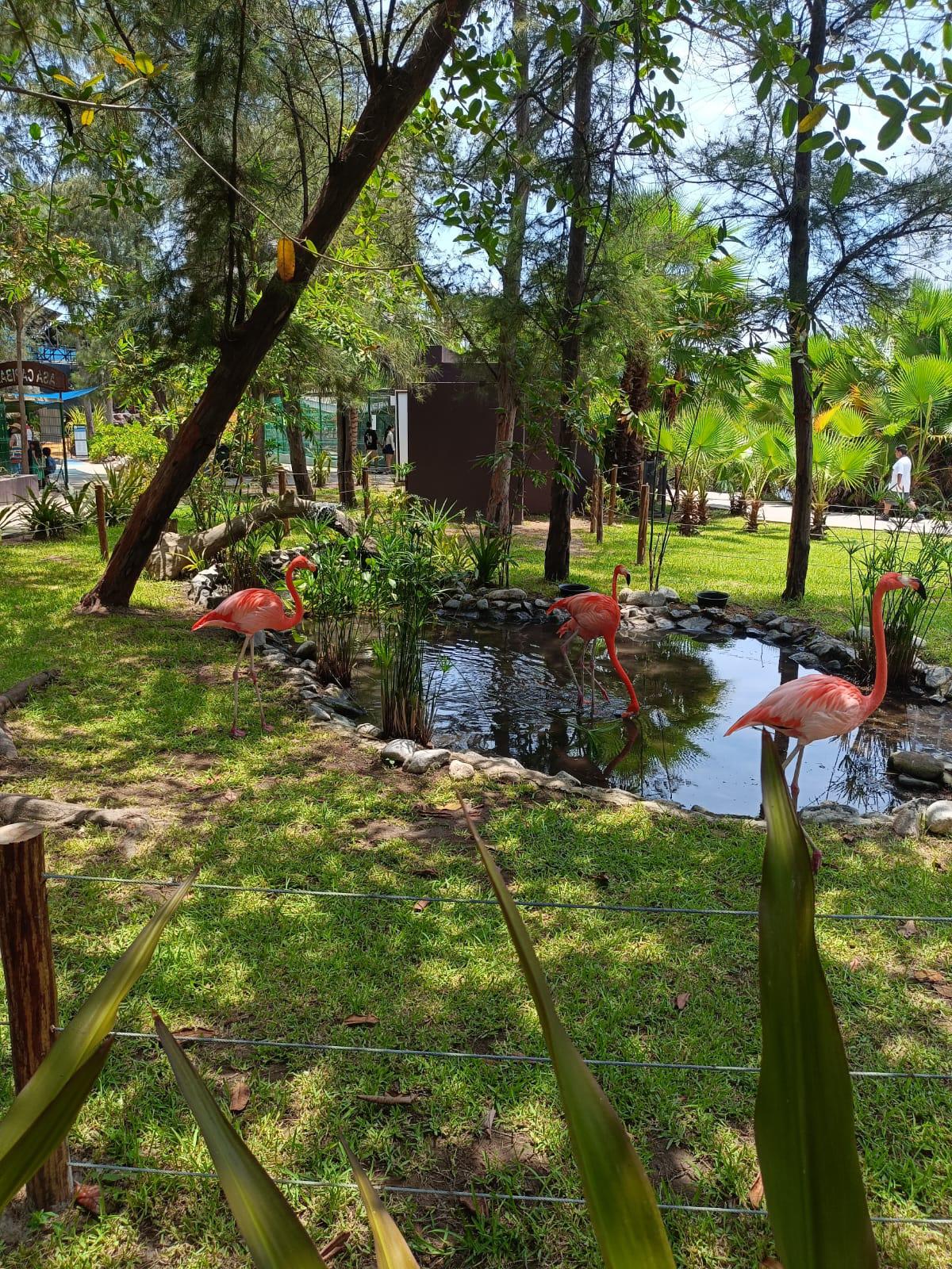 $!Regresan el color y los flamencos al Gran Acuario Mazatlán