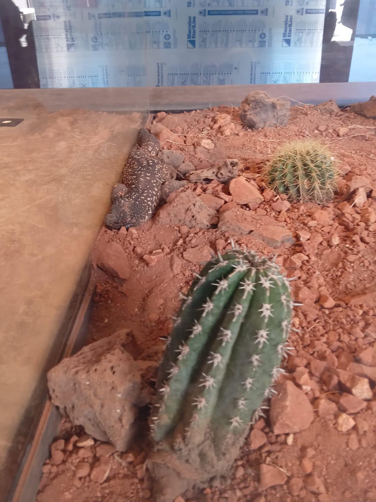 $!‘Emerge del océano’ Nuevo Acuario Mazatlán Mar de Cortés y muestra su belleza al mundo