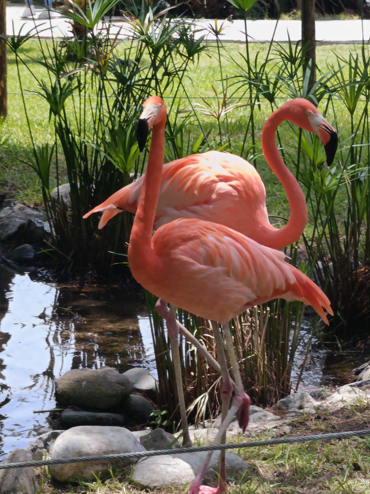 $!Regresan el color y los flamencos al Gran Acuario Mazatlán
