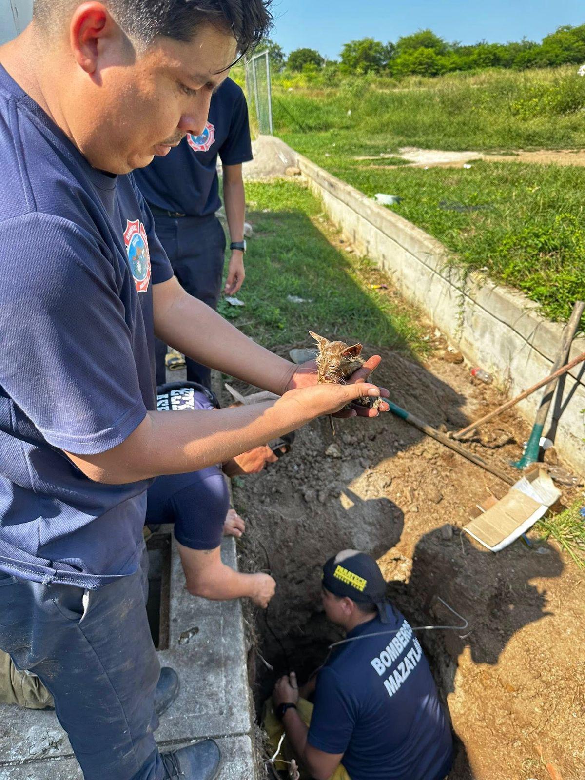 $!Bomberos de Mazatlán salvan a dos gatitos atrapados en una tubería
