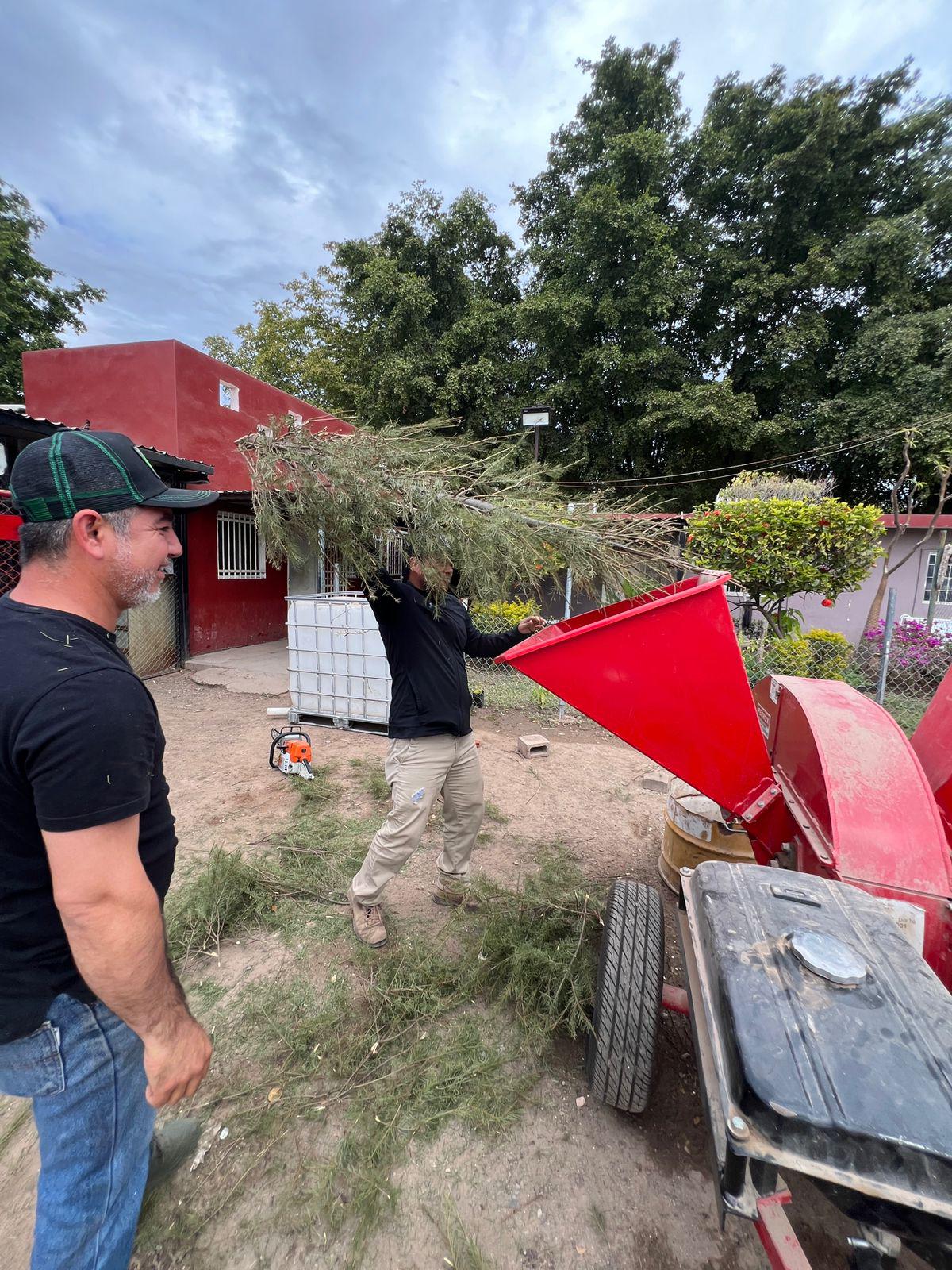 $!Culiacán dispone de 13 centros de acopio para pinos de Navidad