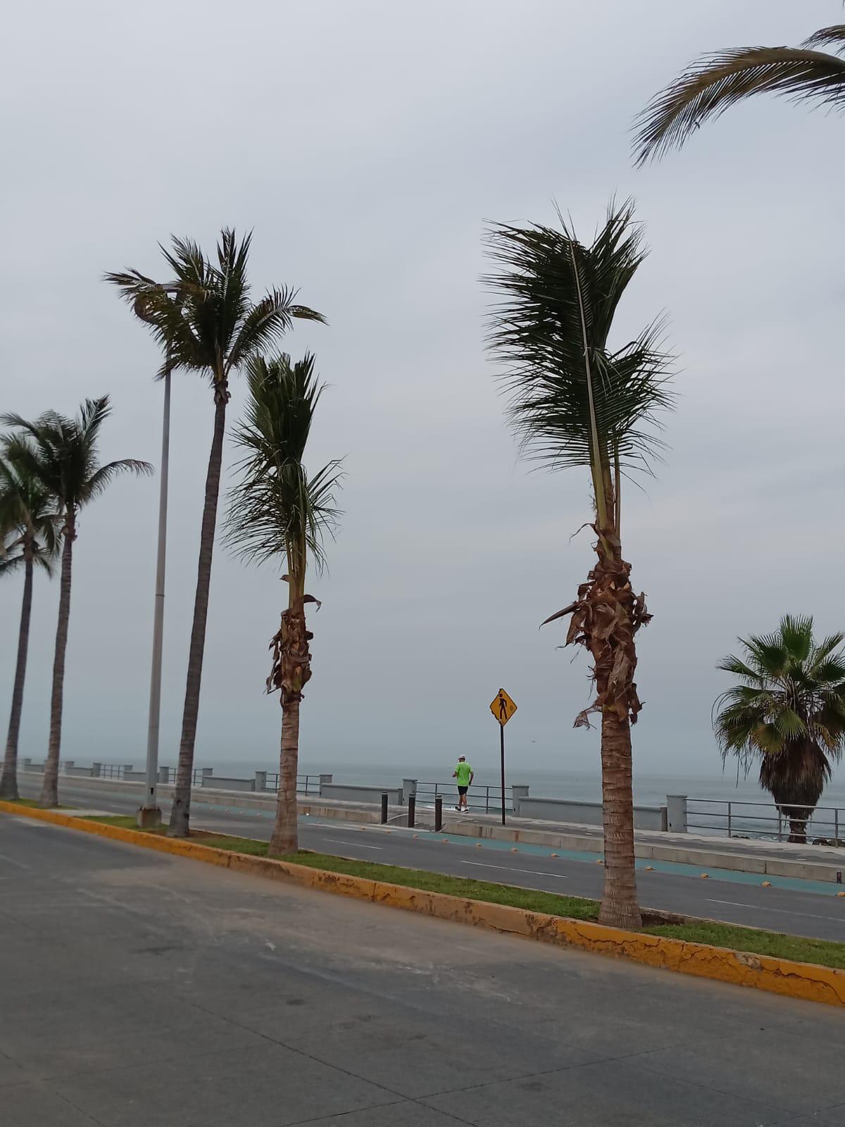 $!Colocan nuevas palmeras tras polémica generada por la tala de dos ejemplares en el Paseo Claussen de Mazatlán