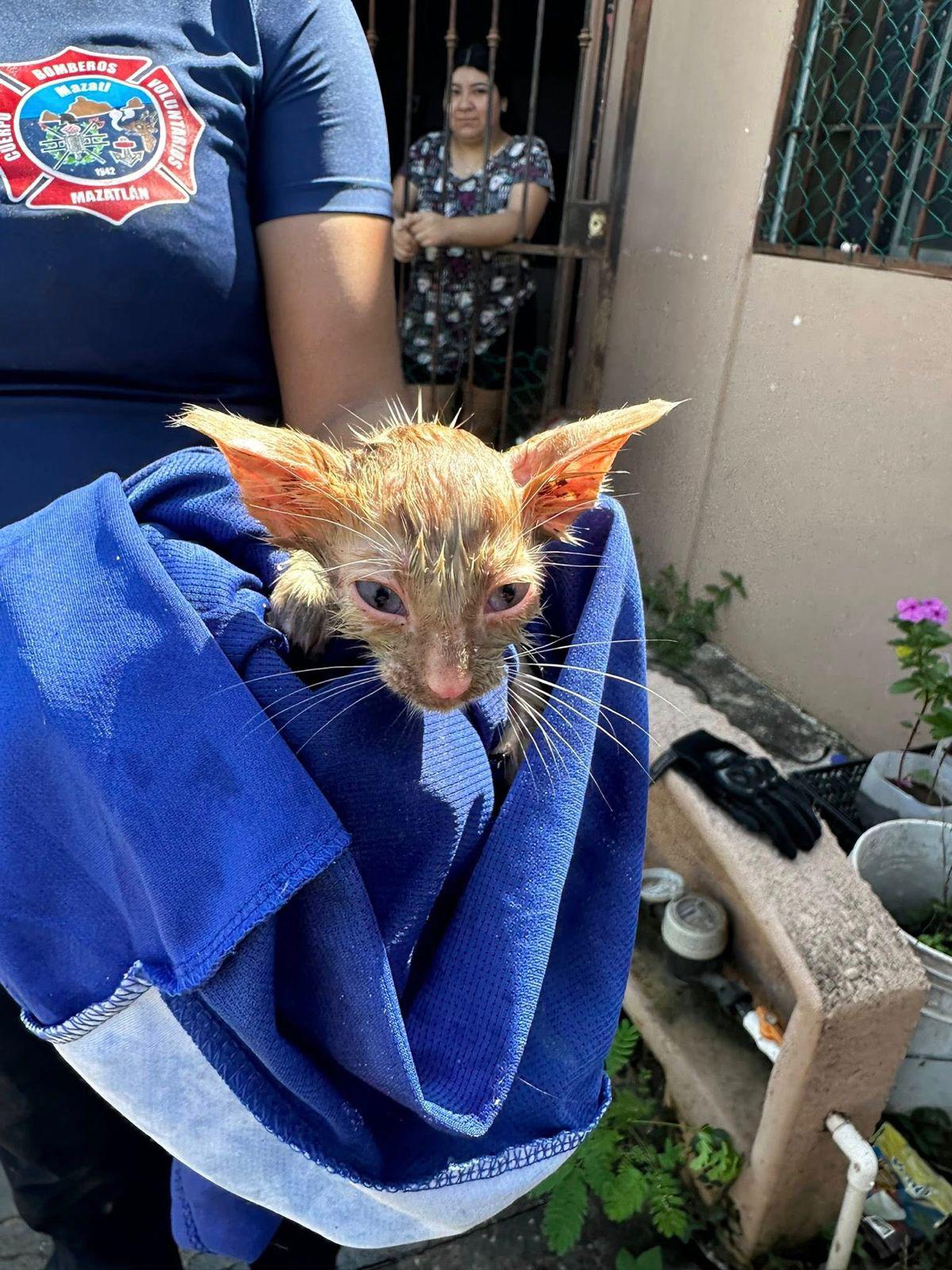 $!Bomberos de Mazatlán salvan a dos gatitos atrapados en una tubería