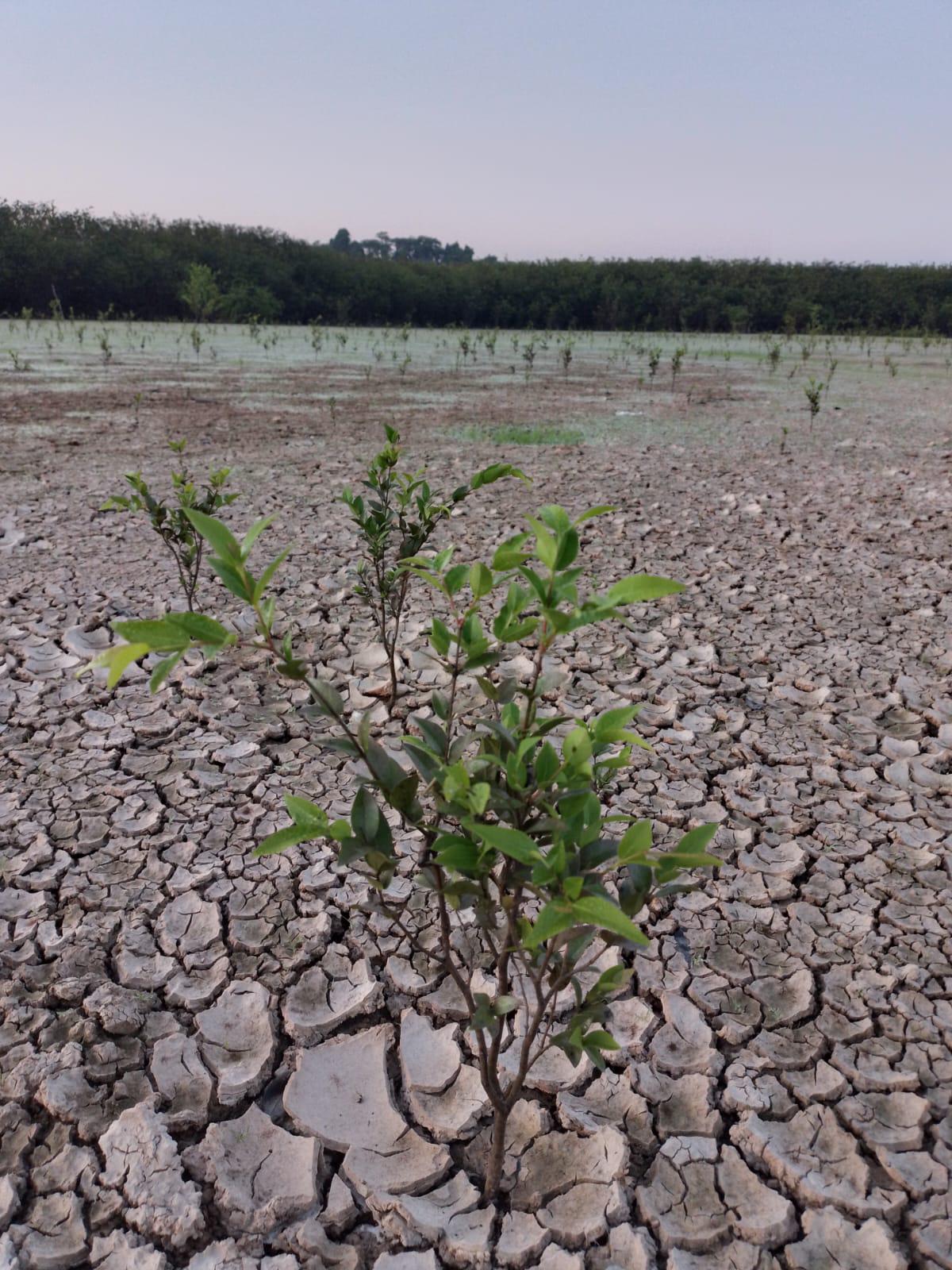 $!El cambio climático está alterando el ciclo de la agricultura.