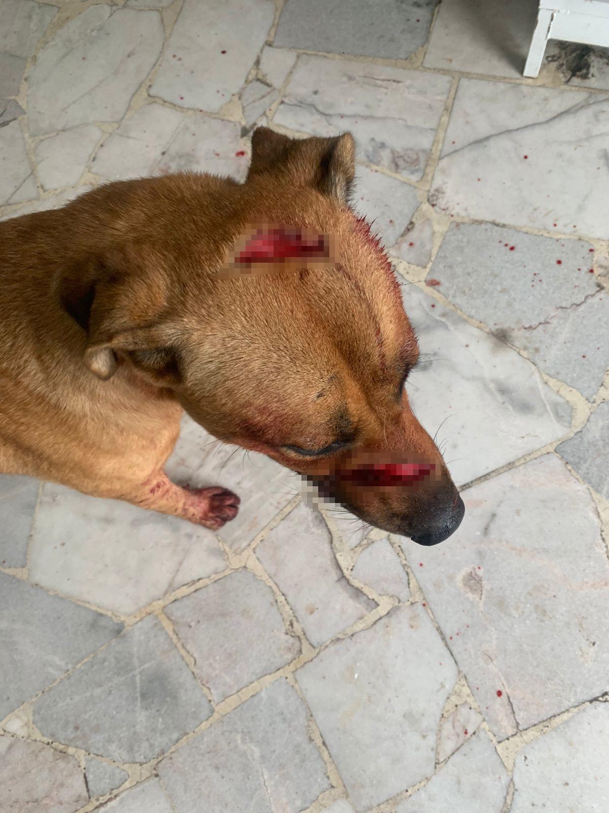 $!Fundación denuncia ataque con machete a perro en Culiacán