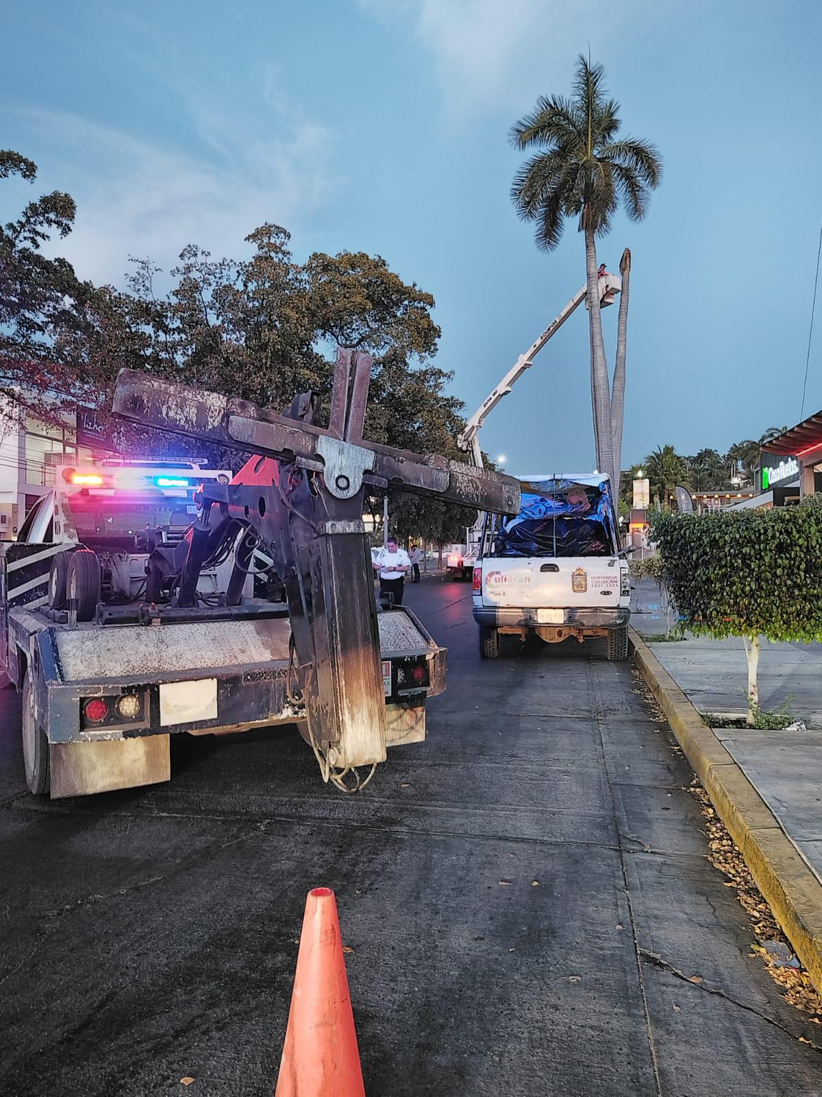 $!Vieja palmera cae sobre comercio en Culiacán y provoca caos vial
