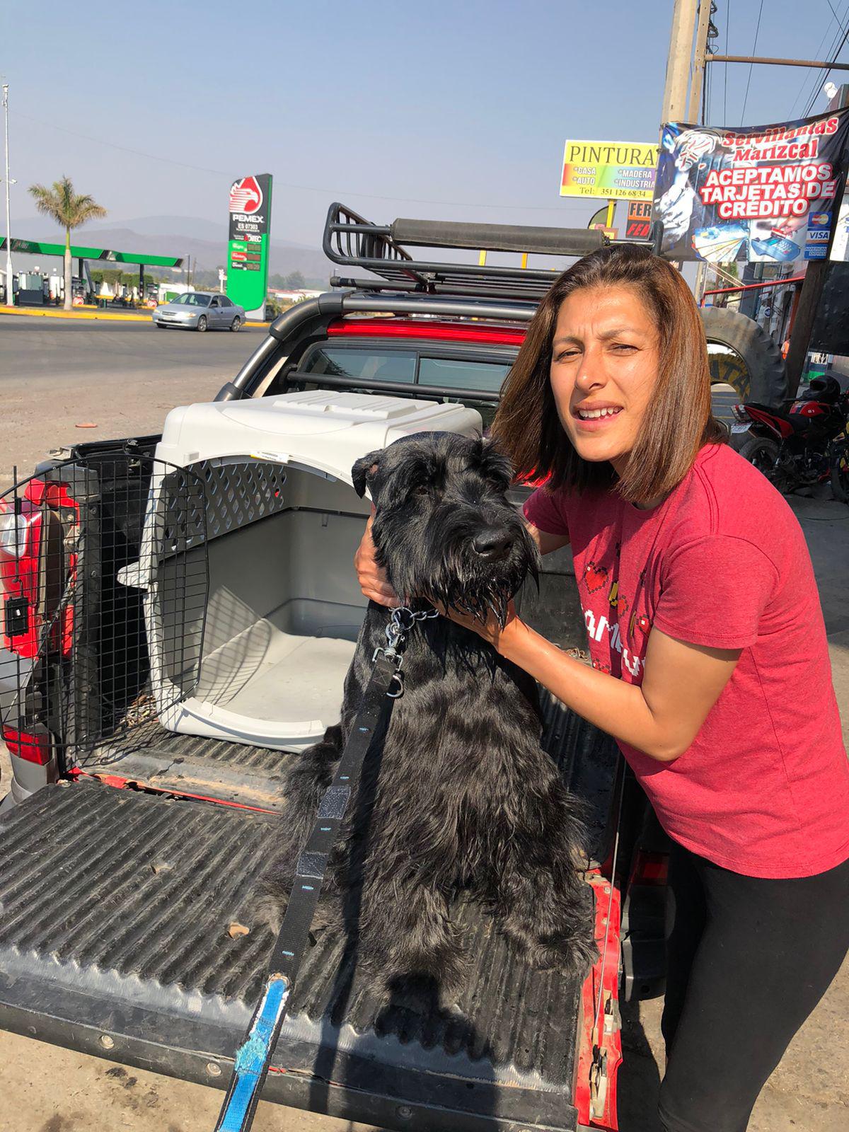 $!¡Se hace el milagro! Recuperan a ‘Rocky’, el perro schnauzer robado con todo y camioneta en Mazatlán