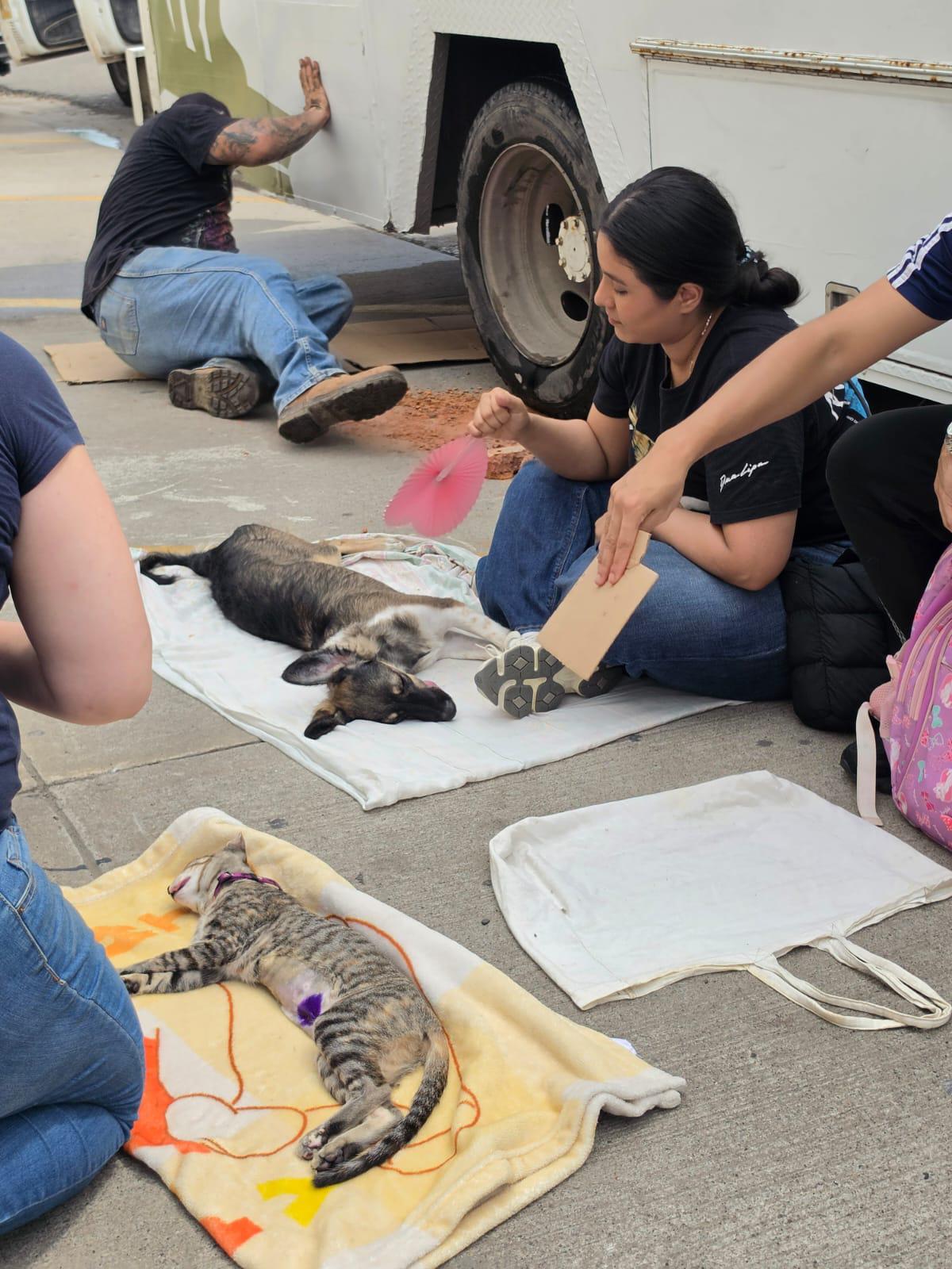 $!Dueños de mascotas responden a jornada gratuita de esterilización en Mazatlán y promueven la tenencia responsable