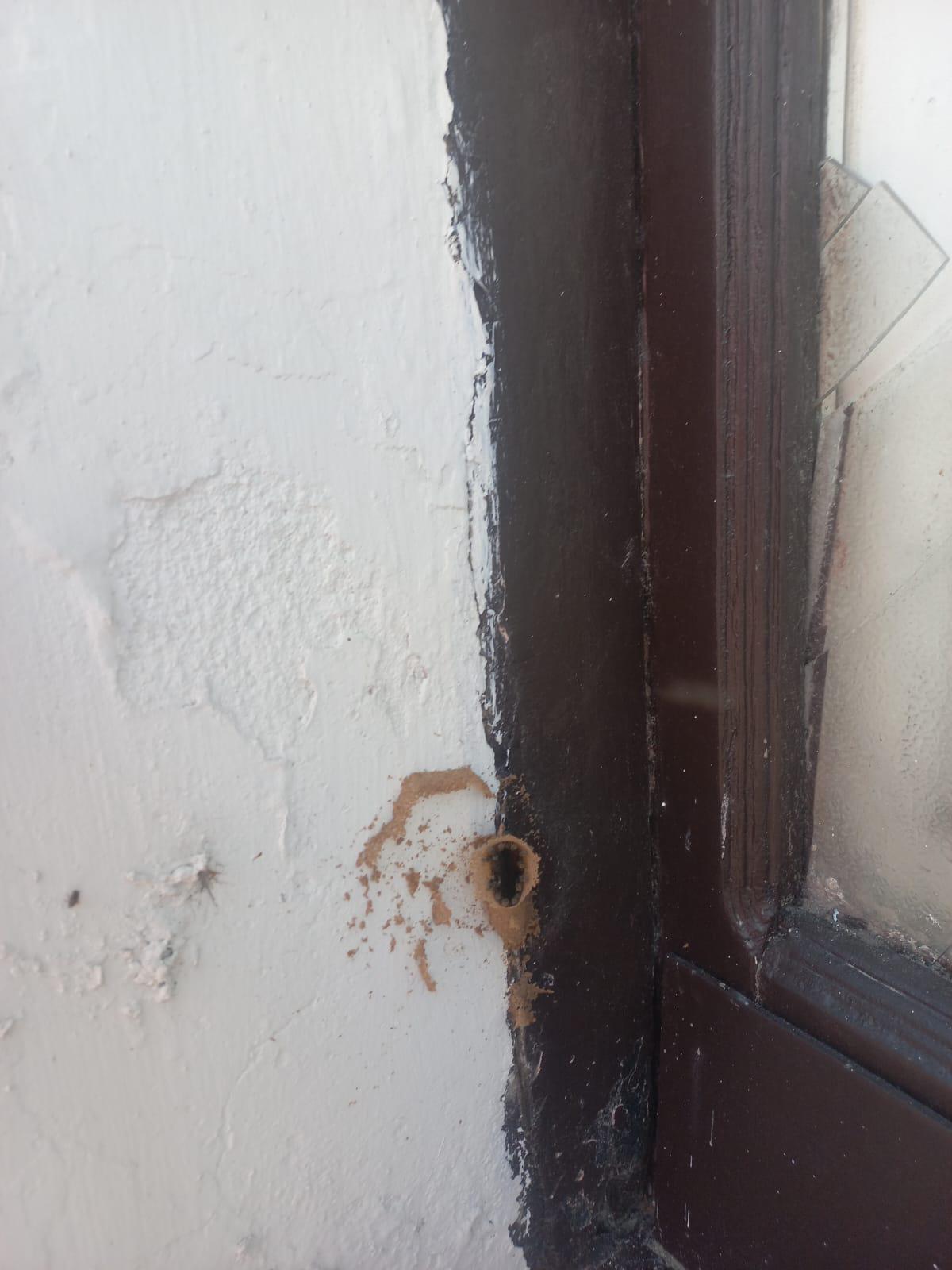 $!Rescatan enjambre de abejas sin aguijón en el Centro Histórico de Mazatlán