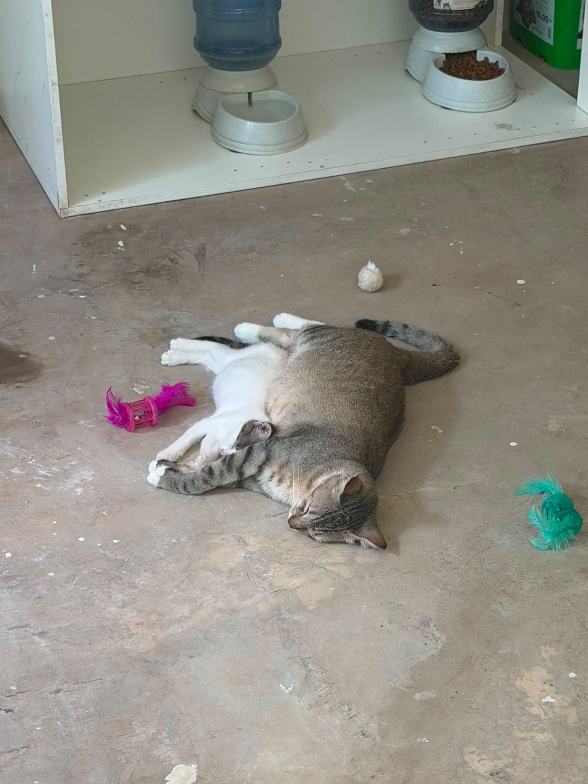 $!Sinaloa encabeza crisis de bienestar animal y situación de calle: Fundación Laika