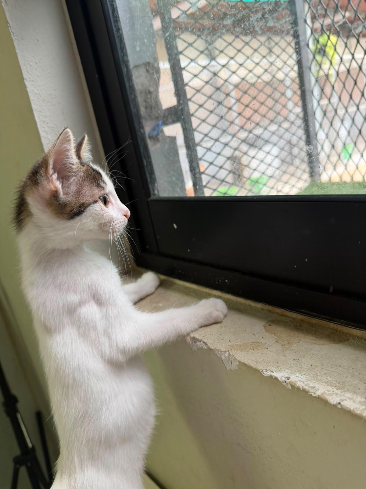 $!Sinaloa encabeza crisis de bienestar animal y situación de calle: Fundación Laika