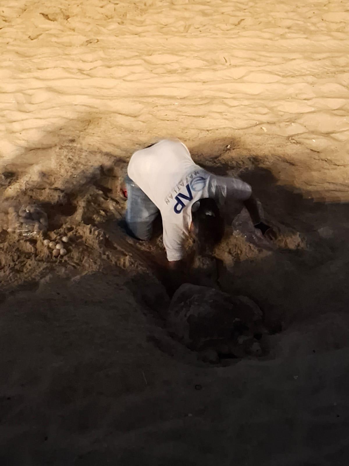 $!Además de los atardeceres, Mazatlán también vive la experiencia del desove de tortugas marina