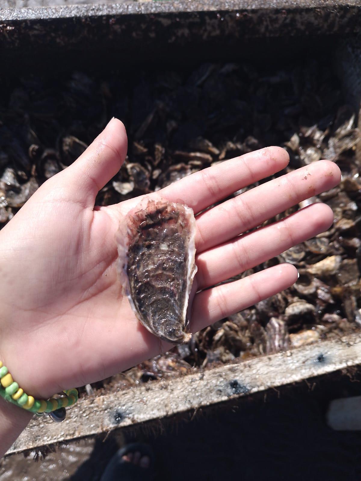 $!Cierra temporada de ostión en Teacapán con 5 toneladas