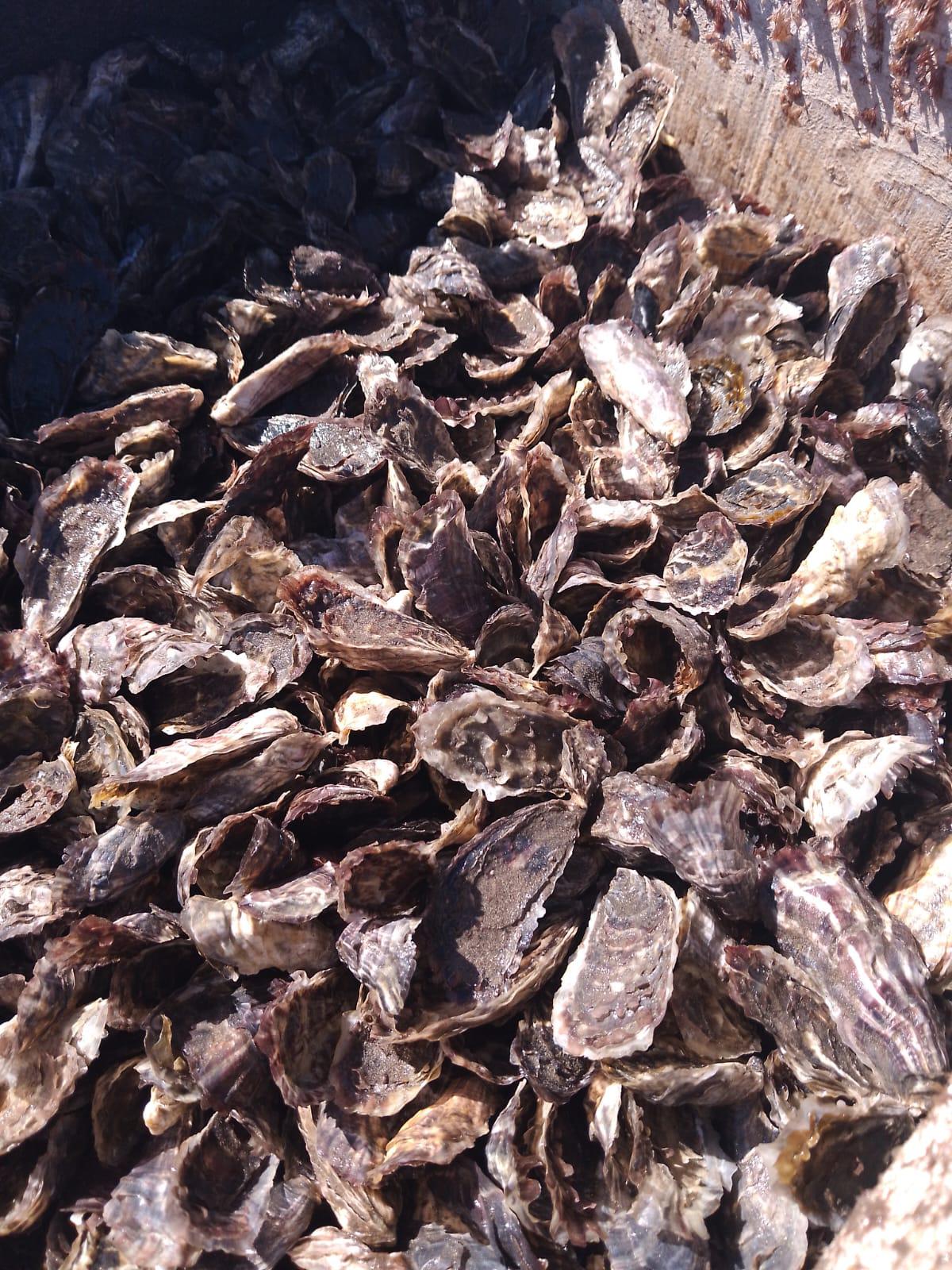 $!Cierra temporada de ostión en Teacapán con 5 toneladas