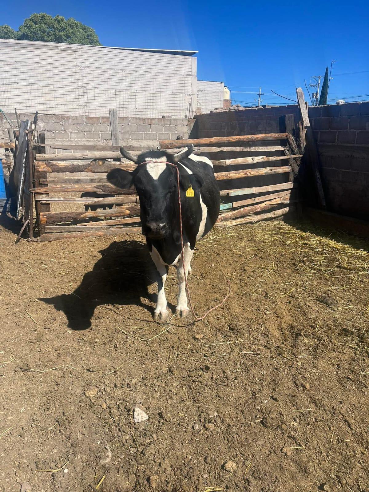 $!UGRS impulsa regulación y precios justos para fortalecer al sector lechero en Sinaloa