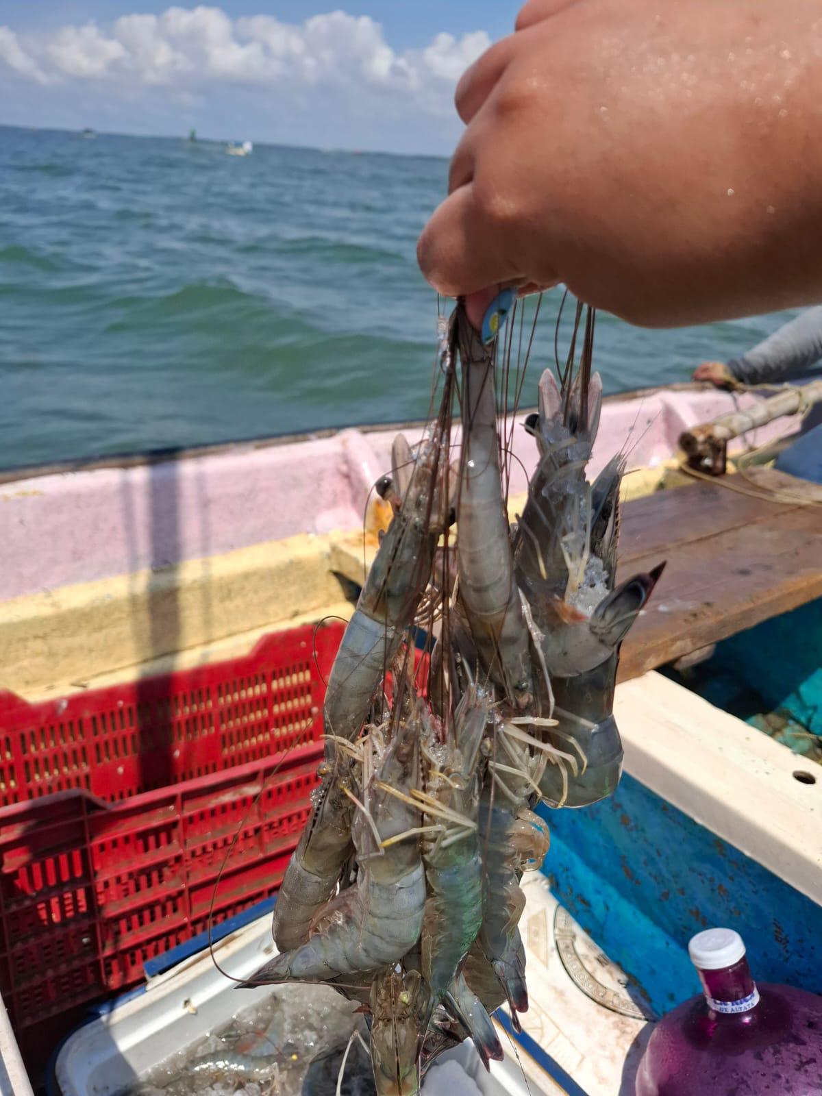 $!En Altata inicia captura de camarón con más producto y mejores tallas que años atrás