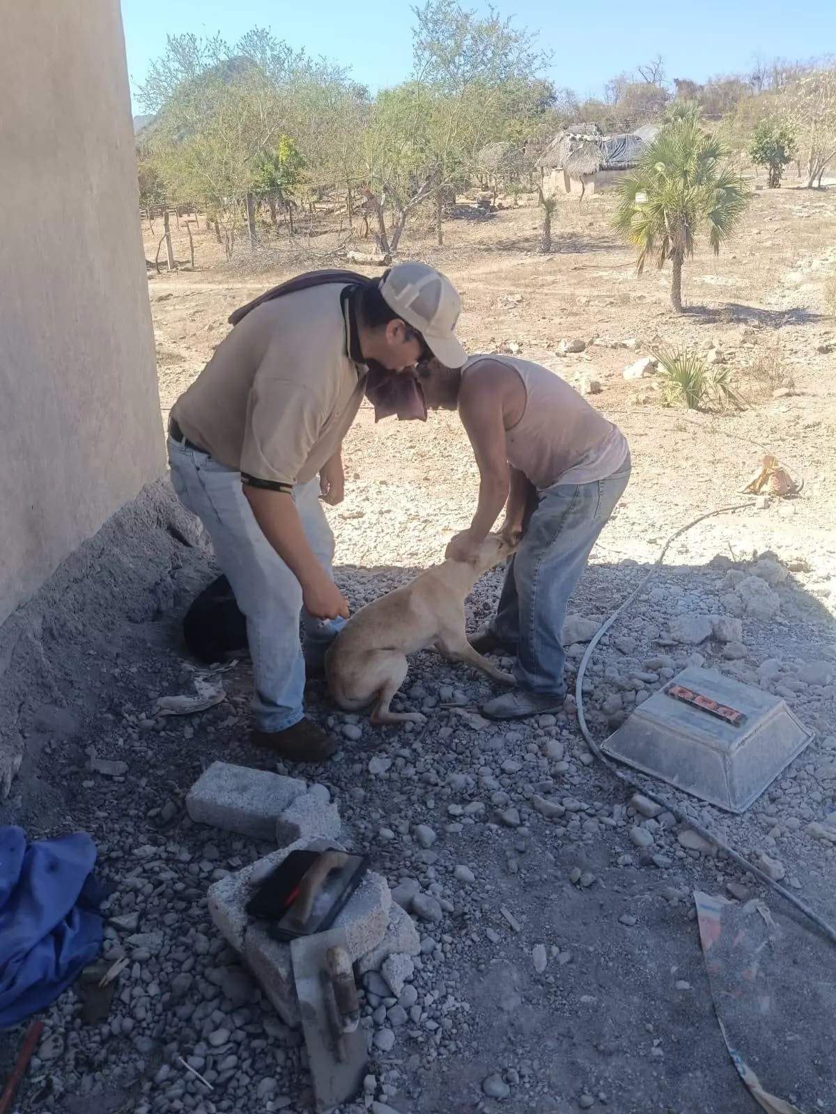 $!Ponen en marcha campaña contra rabia en perros y gatos en Escuinapa y Rosario