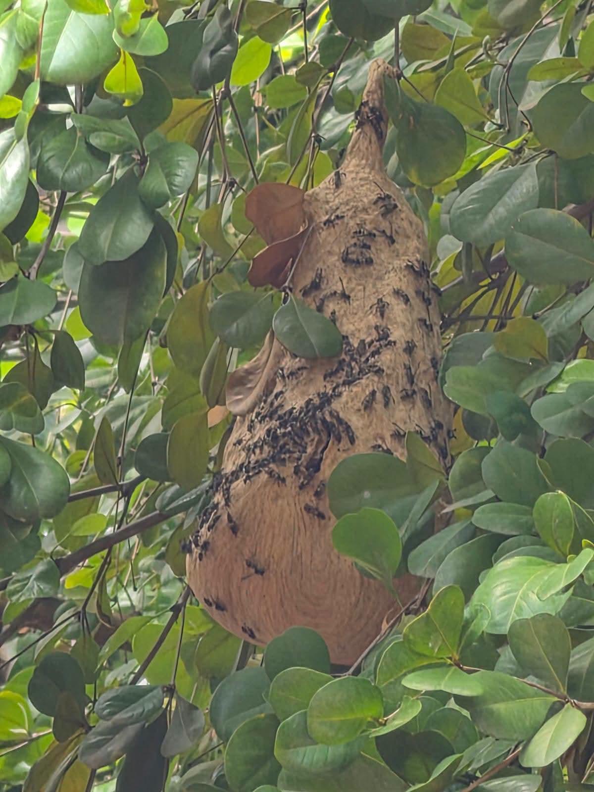 $!Reportan panal de abejas en primaria de Rosario