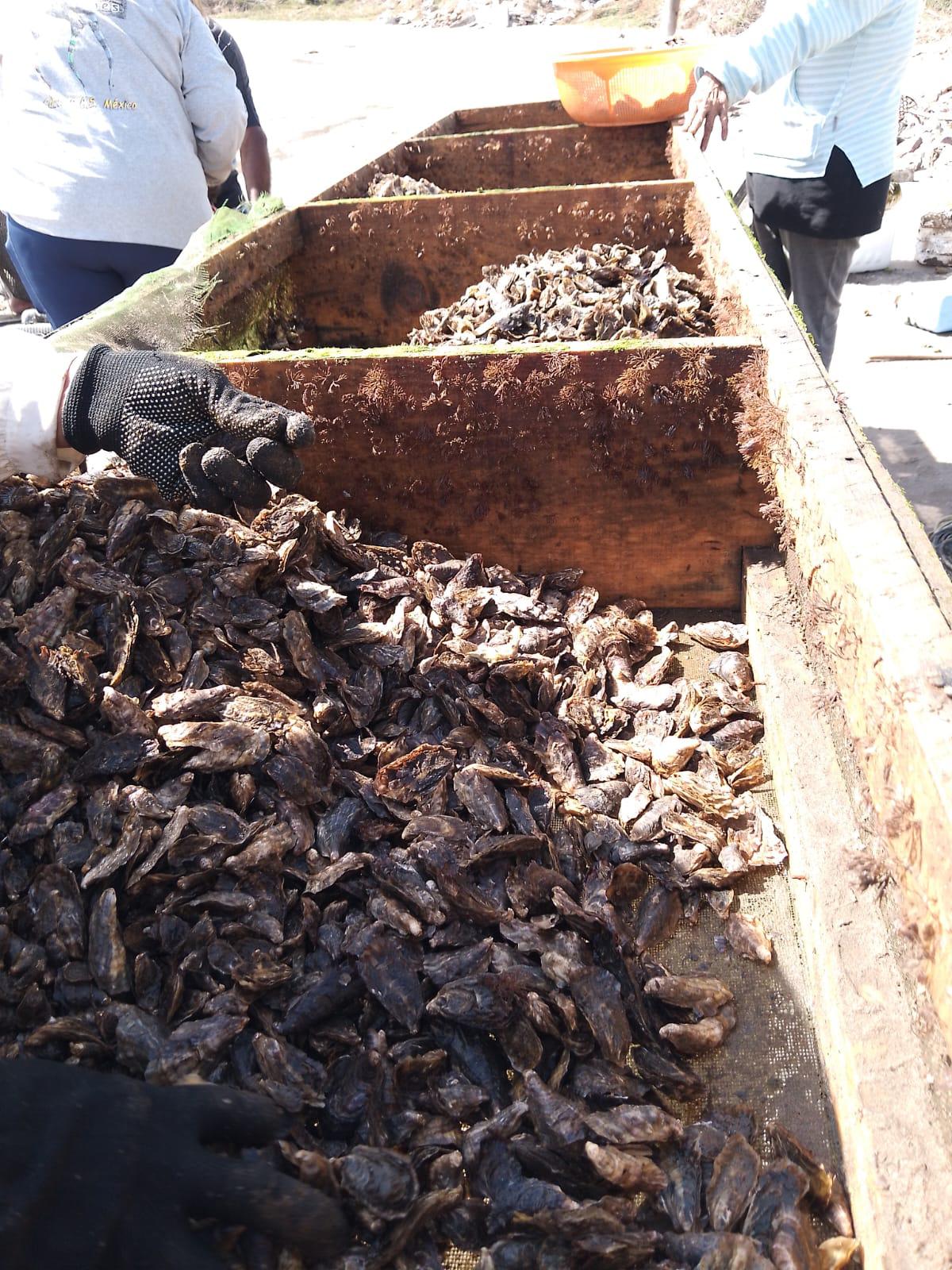 $!Cierra temporada de ostión en Teacapán con 5 toneladas