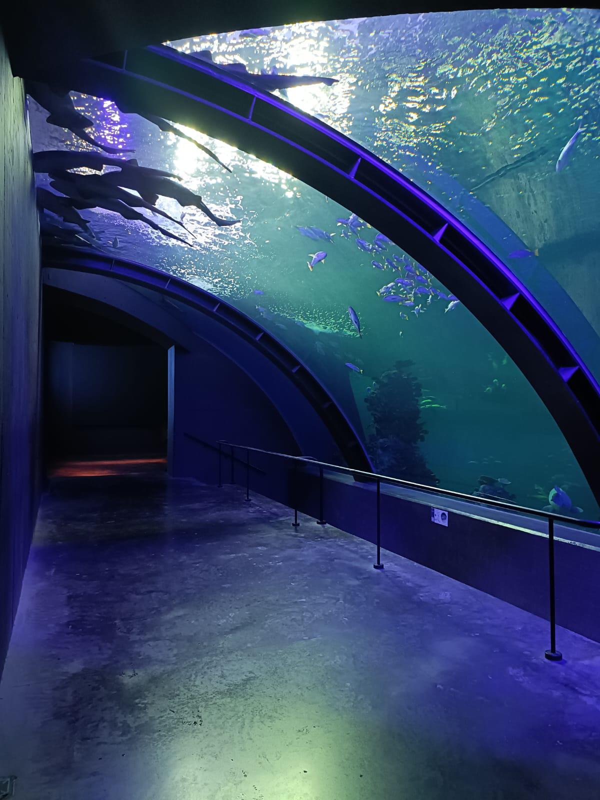 $!Gran Acuario Mazatlán: una experiencia que despierta emociones y conecta con la vida