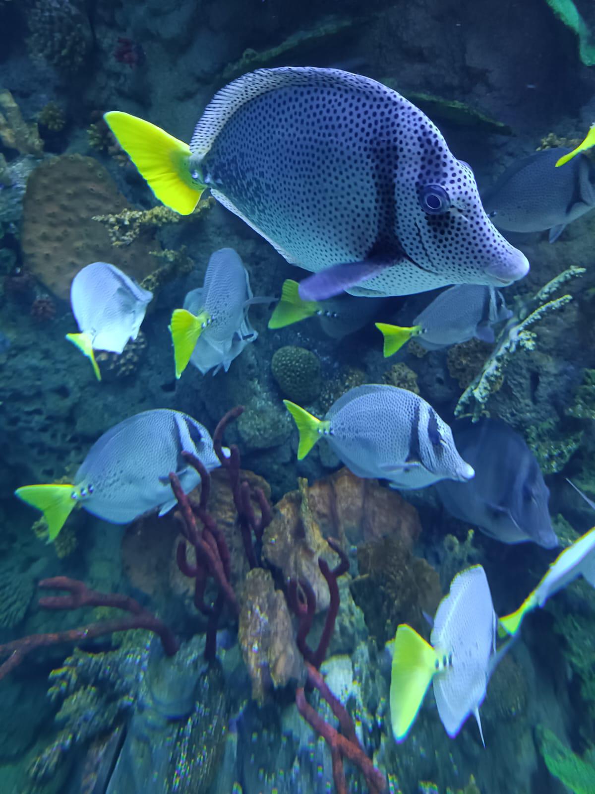 $!Descubre el Gran Acuario: una experiencia imperdible en tu visita
