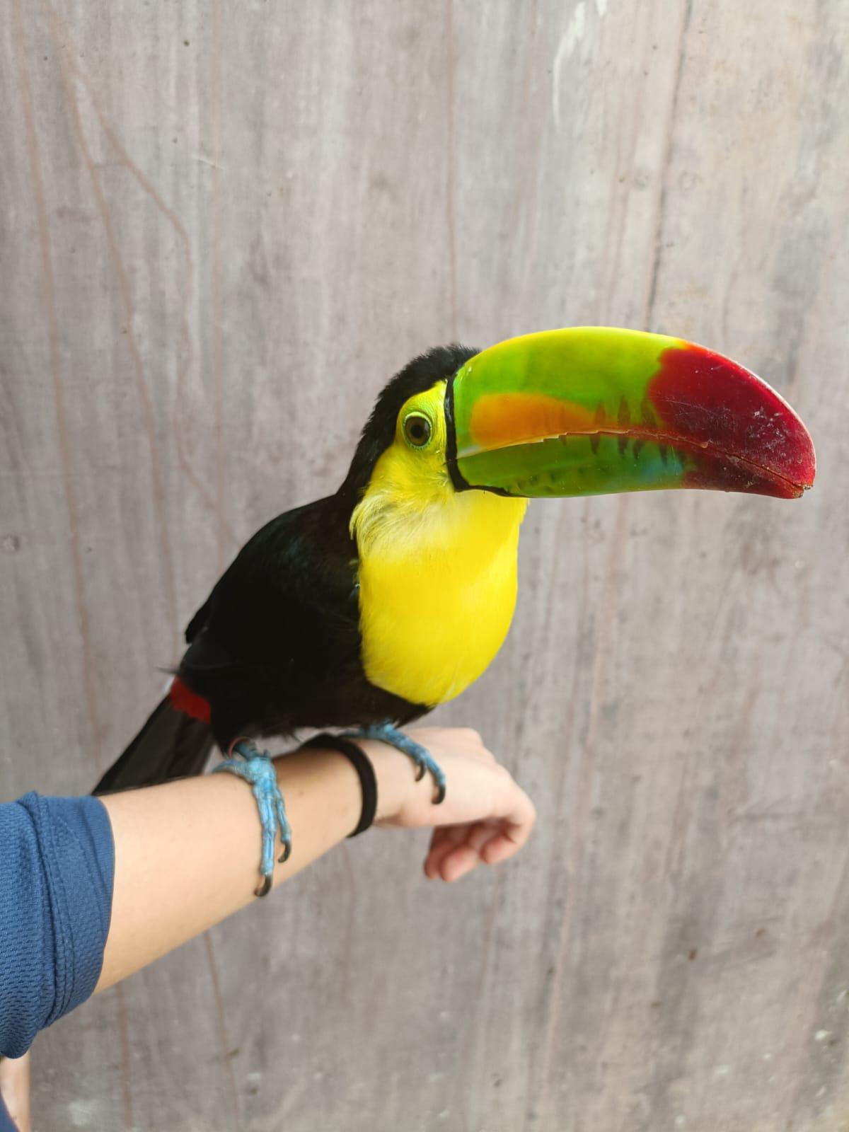 $!Tiene ‘Mango’ una segunda oportunidad para volver a volar