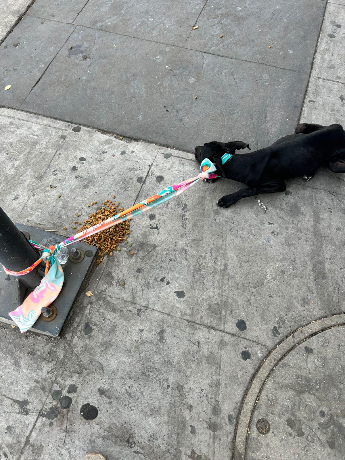 $!Abandonan a cachorro en pleno Centro de Culiacán y lo atan a poste por riesgo de atropello