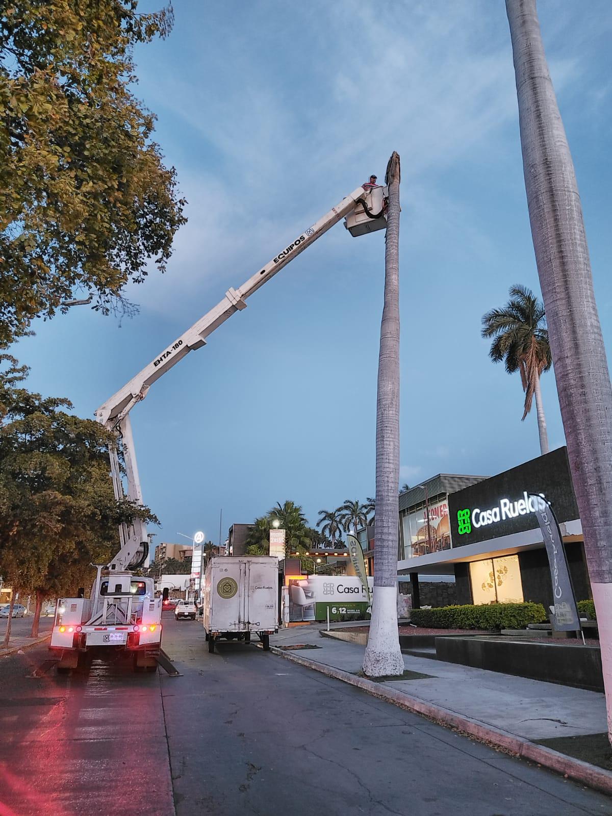 $!Vieja palmera cae sobre comercio en Culiacán y provoca caos vial