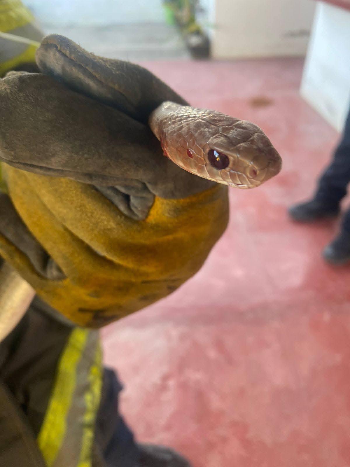 $!Se mete serpiente a una casa en Mazatlán; Bomberos Veteranos la retiran y reubican