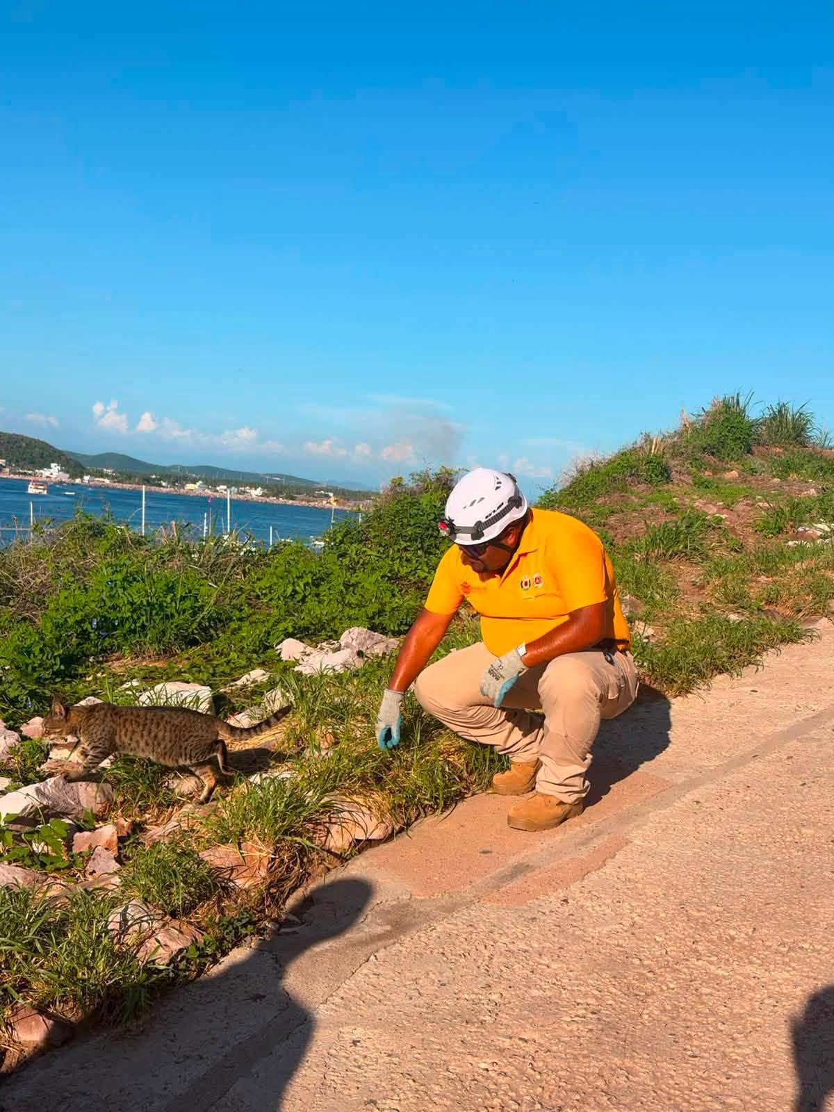 $!A salvo, gatos y mapaches que habitan en el cerro del Faro de Mazatlán