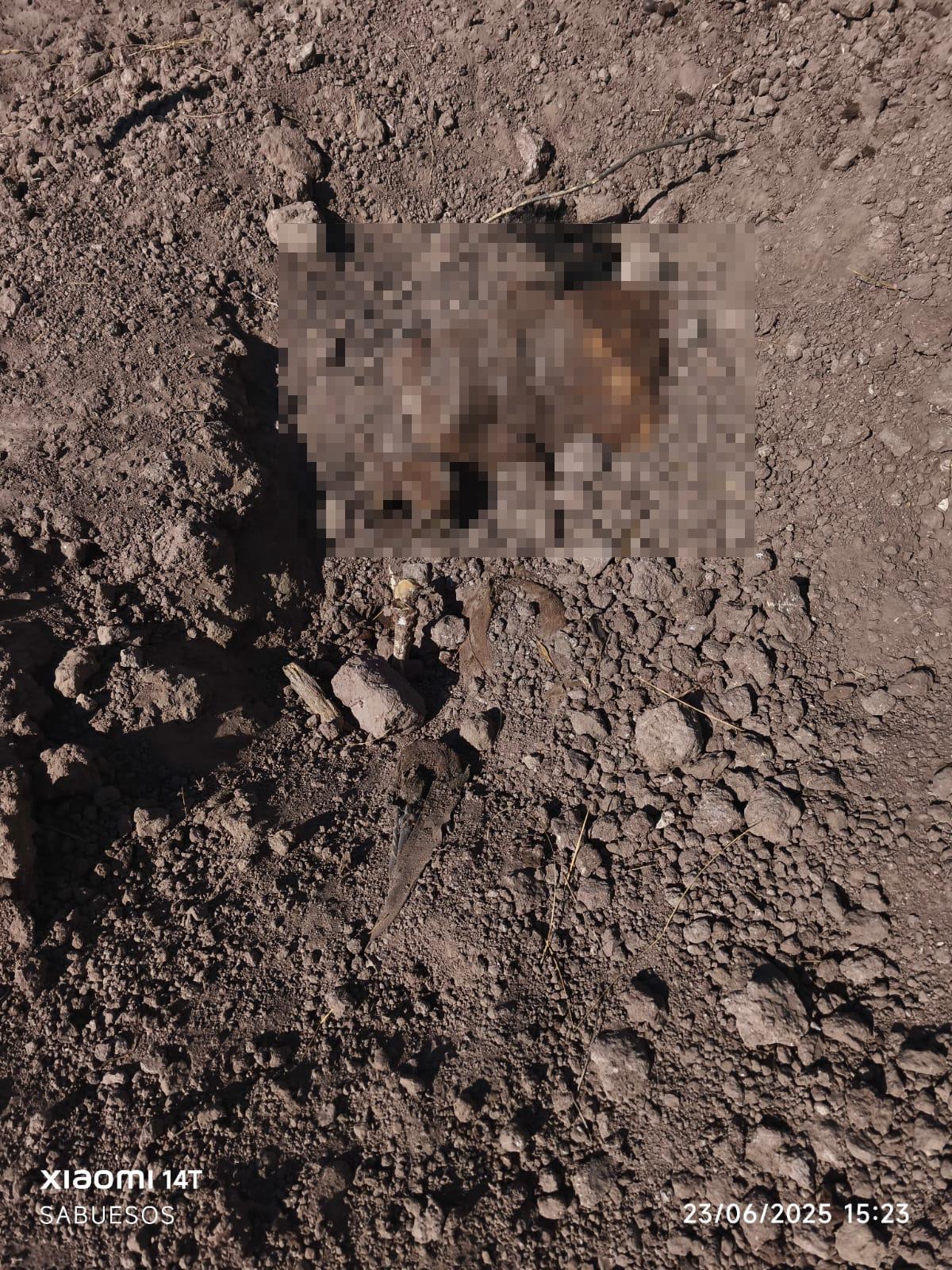 $!Madres Buscadoras localizan tres cuerpos en dos fosas clandestinas en Gato de Lara, en Angostura