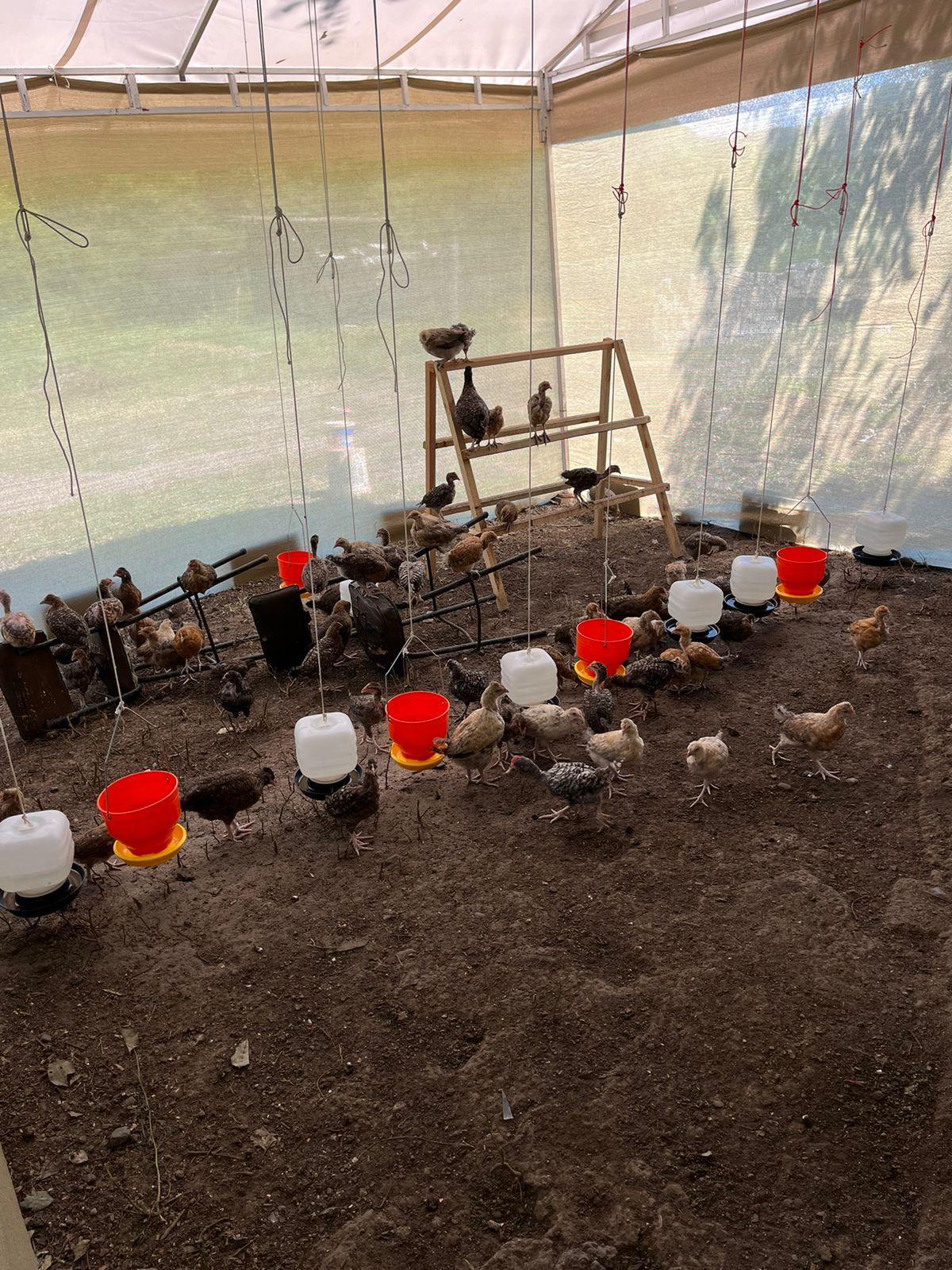 $!Promueven en Sinaloa empresas familiares con el Proyecto Integral de Gallinas Ponedoras