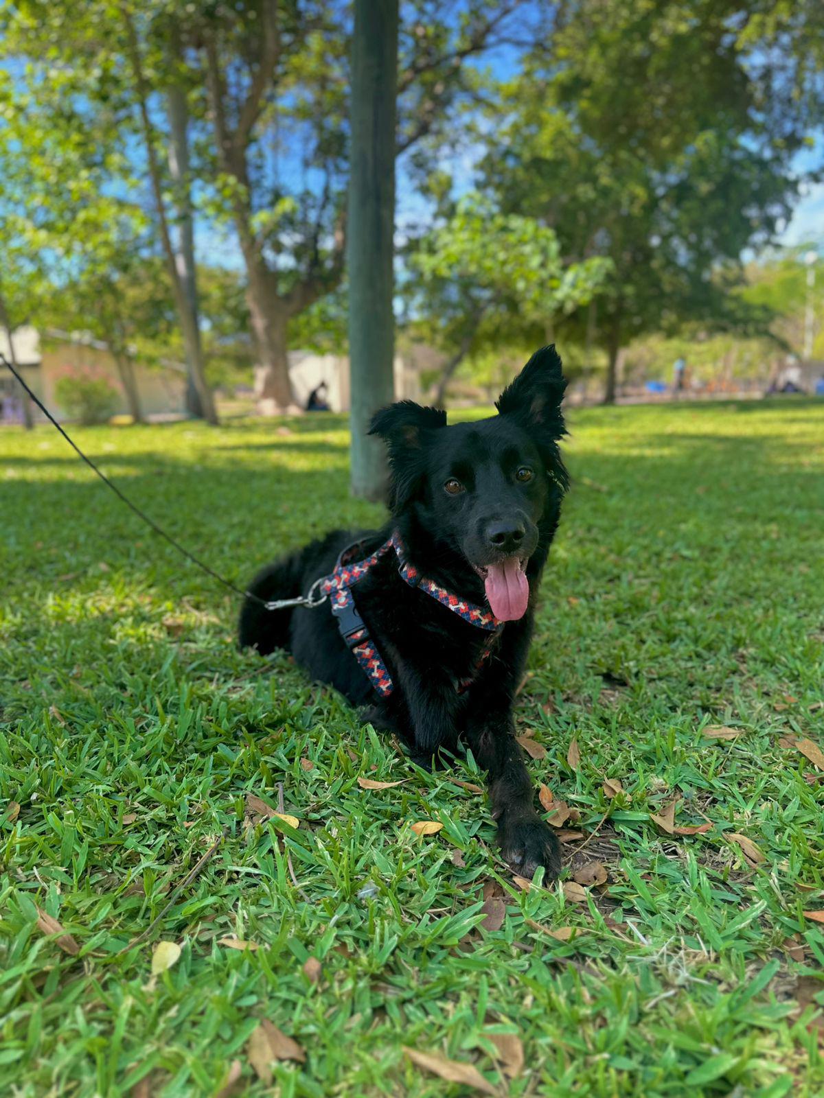 $!Fundación Balto y Togo ha rescatado 110 animales en Sinaloa durante 2026