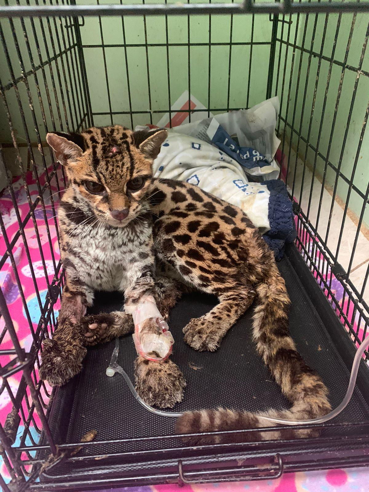 $!Un margay llegó al centro de rescate tras ser perseguido por perros y golpeado por humanos. Además del traumatismo, presentaba enfermedades que pudieron ser transmitidas por felinos domésticos.